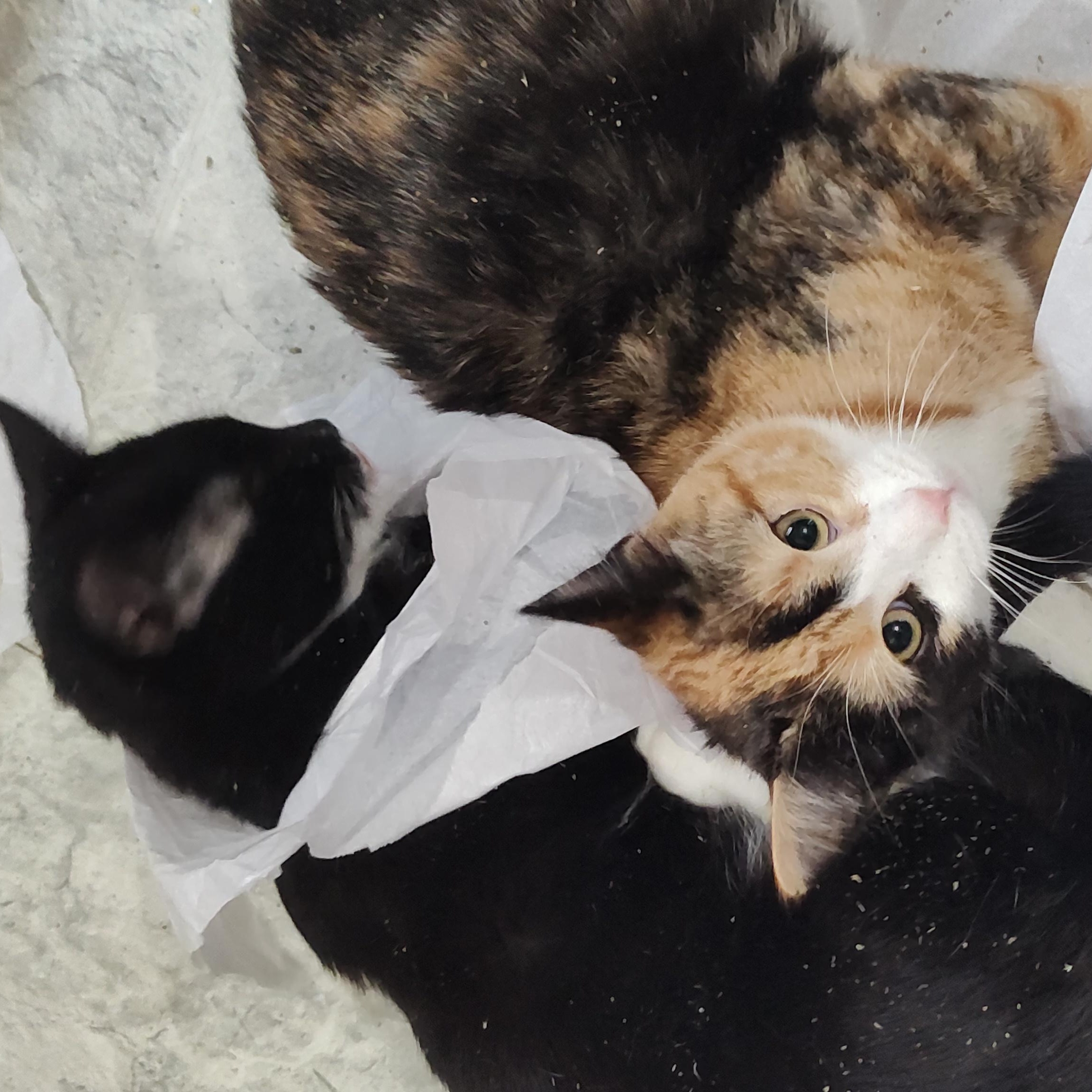 Enlarge Maisie , an adopted Calico in Huntington, MA image 6/6