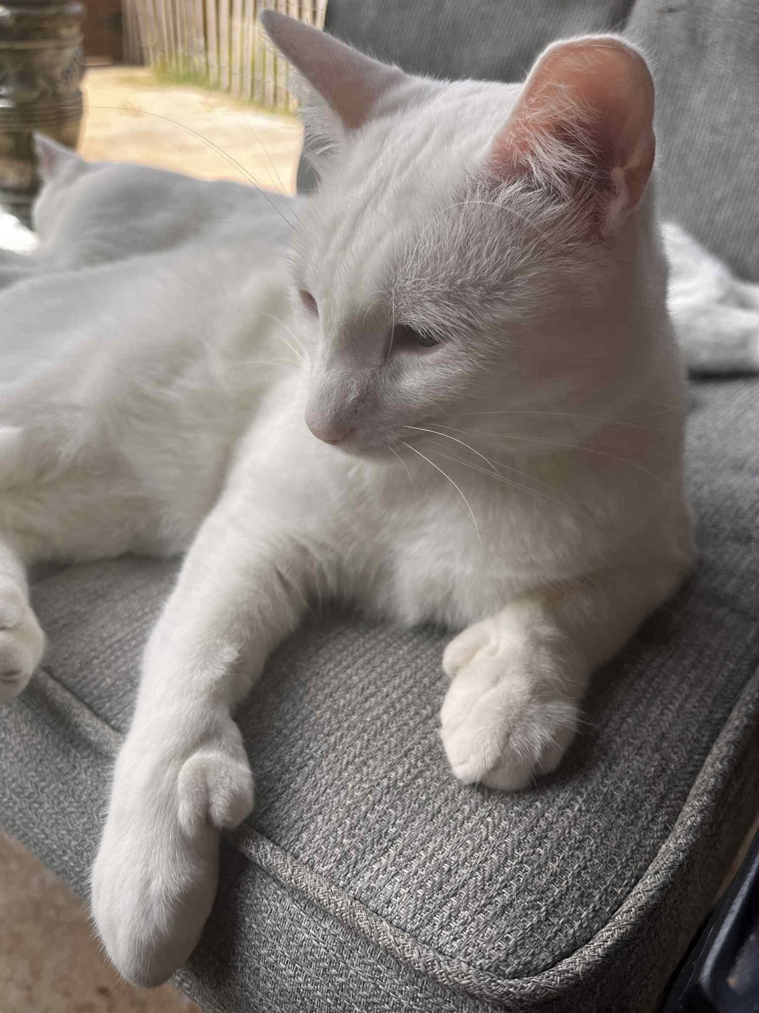 Enlarge Ivan (male) and Snowball (female), a Adopted Domestic Short Hair in Lubbock, TX image 2/5