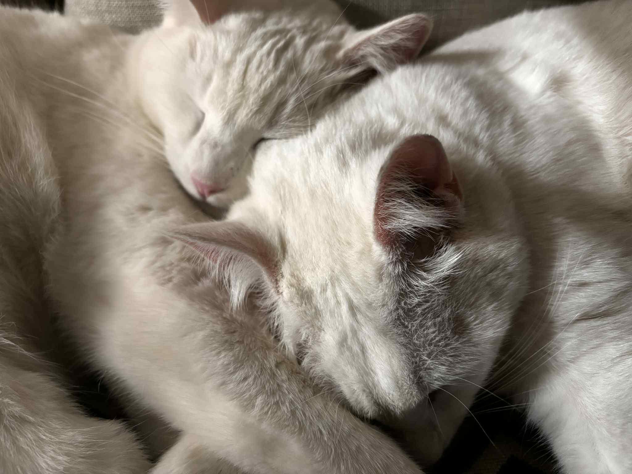 Ivan (male) and Snowball (female), Adopted, Adult Male Domestic Short Hair.