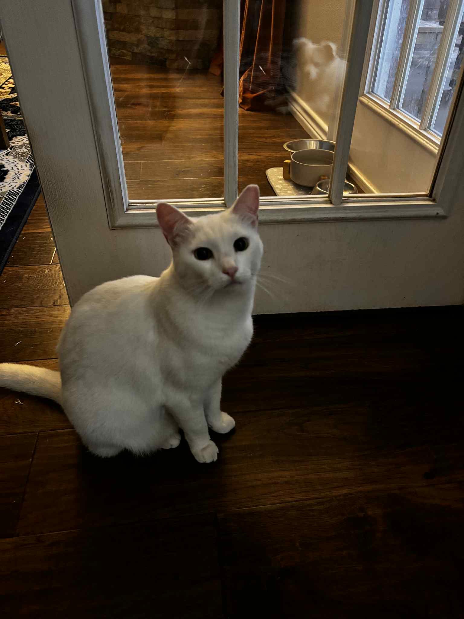 Enlarge Ivan (male) and Snowball (female), a Adopted Domestic Short Hair in Lubbock, TX image 3/5