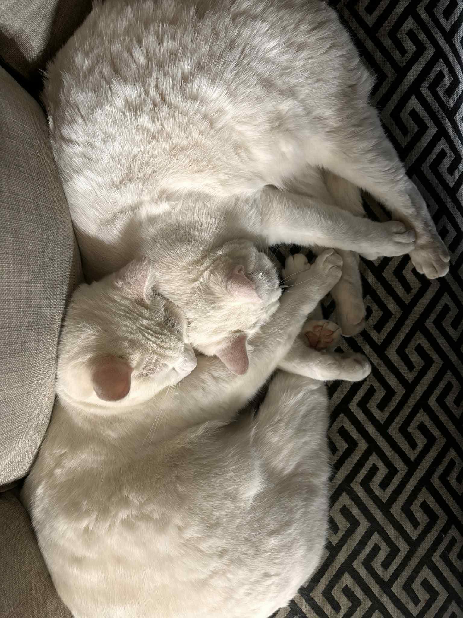 Ivan (male) and Snowball (female), an adoptable Domestic Short Hair in Lubbock, TX, 79424 | Photo Image 4