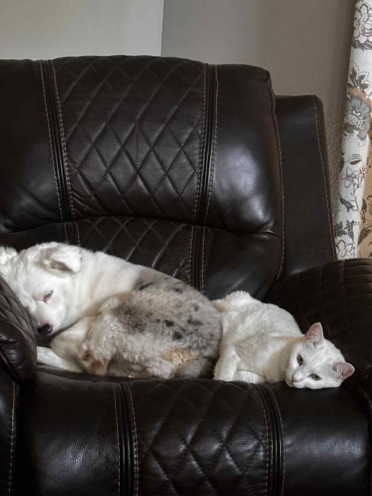 Enlarge Ivan (male) and Snowball (female), a Adopted Domestic Short Hair in Lubbock, TX image 5/5