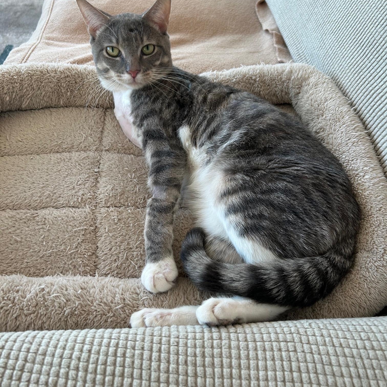 Enlarge Lee, an adopted Domestic Short Hair in Darien, CT image 2/6