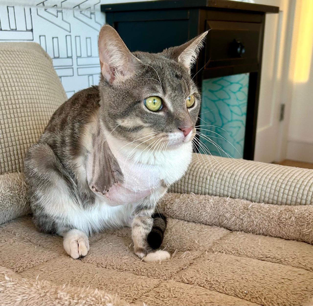 Enlarge Lee, an adopted Domestic Short Hair in Darien, CT image 4/6