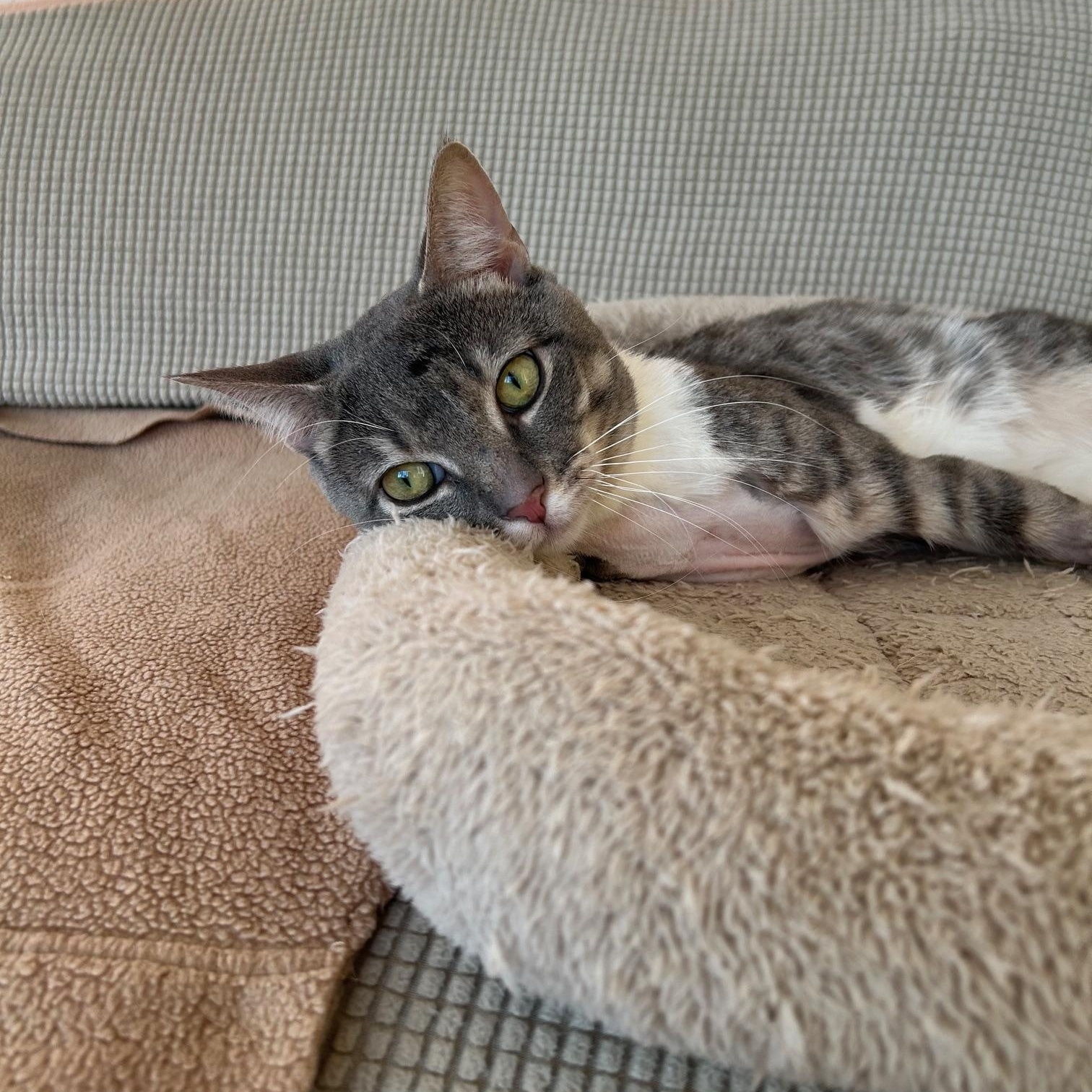 Enlarge Lee, an adopted Domestic Short Hair in Darien, CT image 3/6