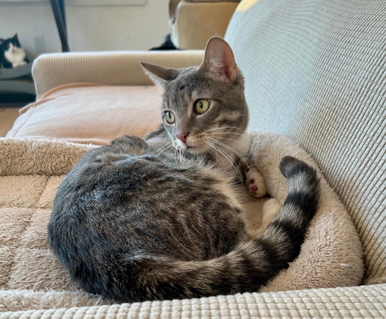 Enlarge Lee, an adopted Domestic Short Hair in Darien, CT image 1/6