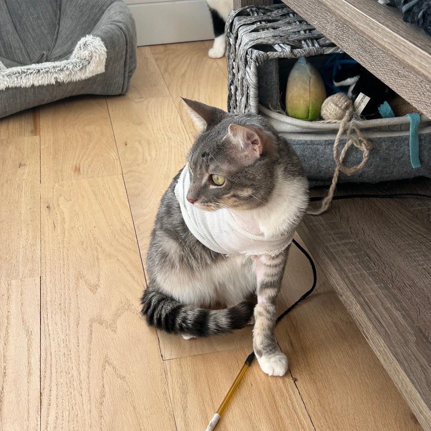 Enlarge Lee, an adopted Domestic Short Hair in Darien, CT image 5/6