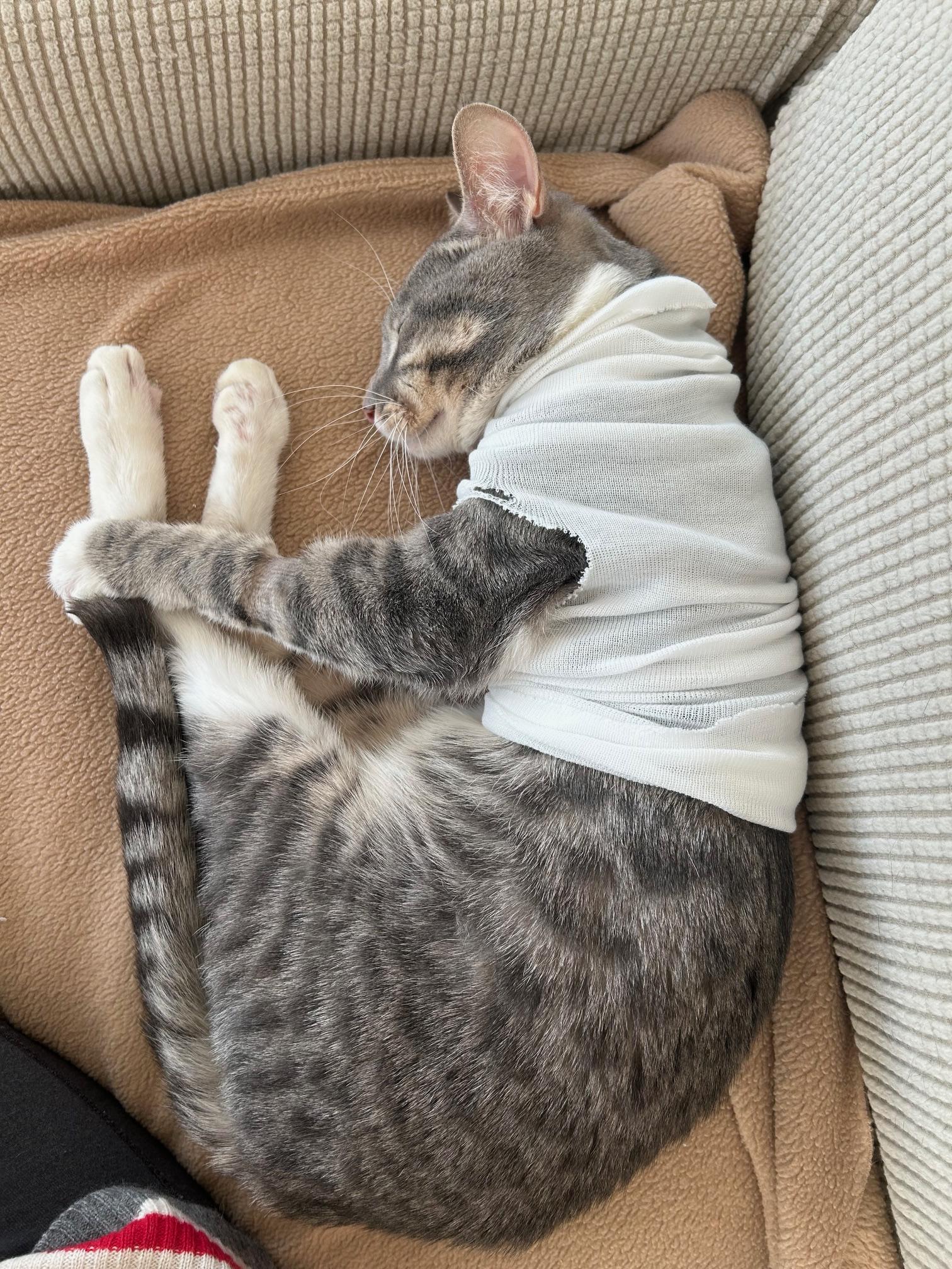 Enlarge Lee, an adopted Domestic Short Hair in Darien, CT image 6/6