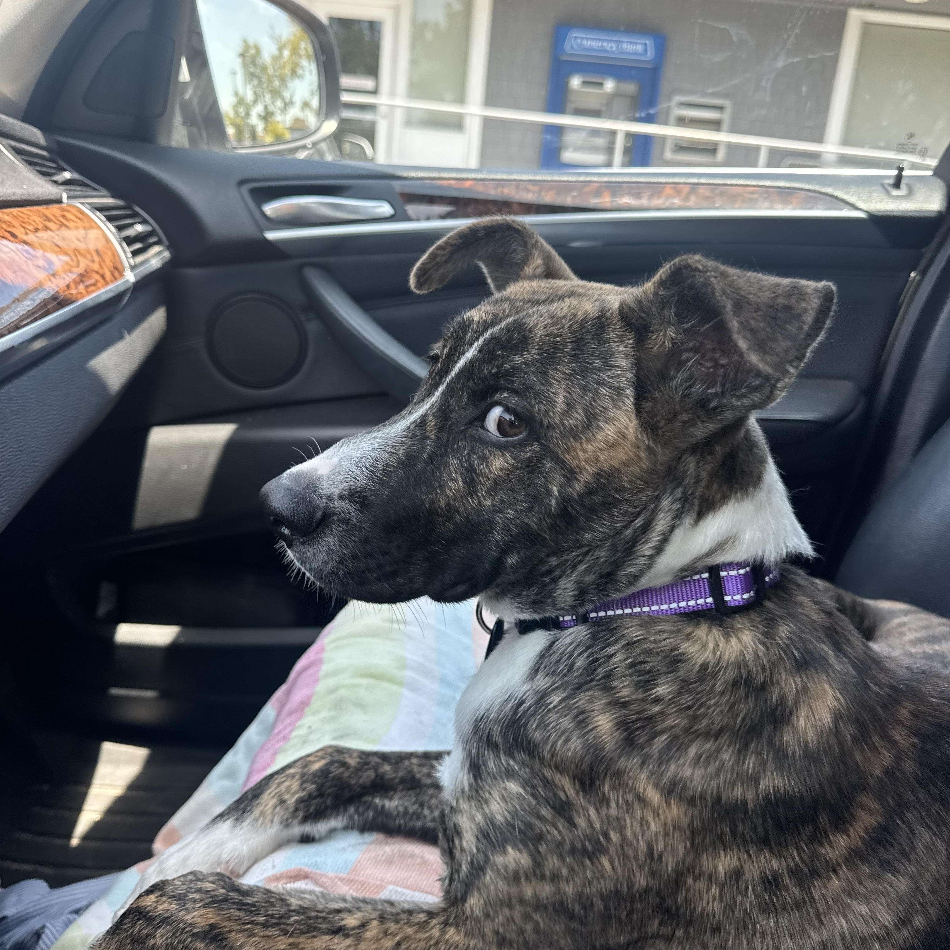 Enlarge Ranger, a ADOPTABLE mixed breed in San Diego, CA image 3/5