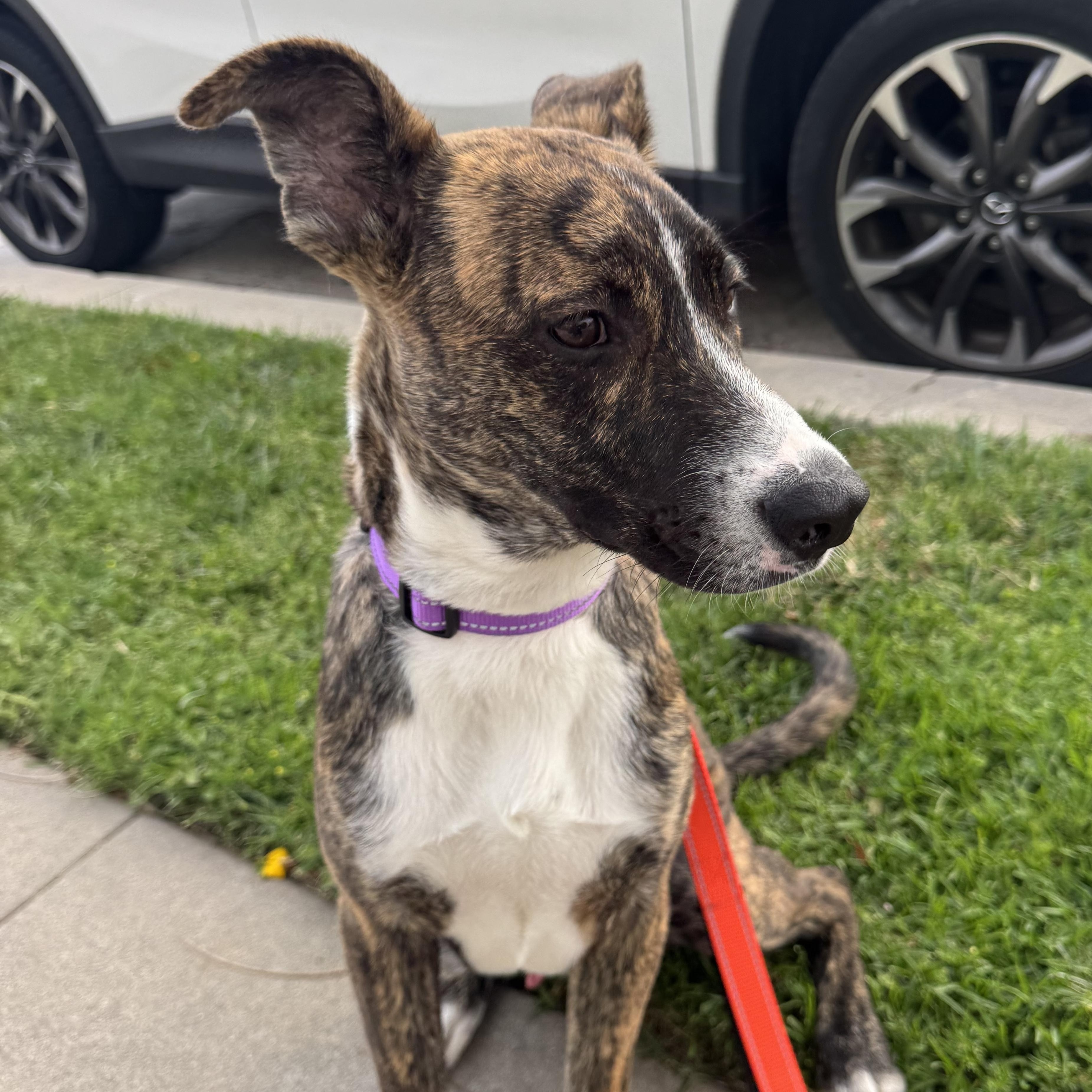 Enlarge Ranger, a ADOPTABLE mixed breed in San Diego, CA image 2/5