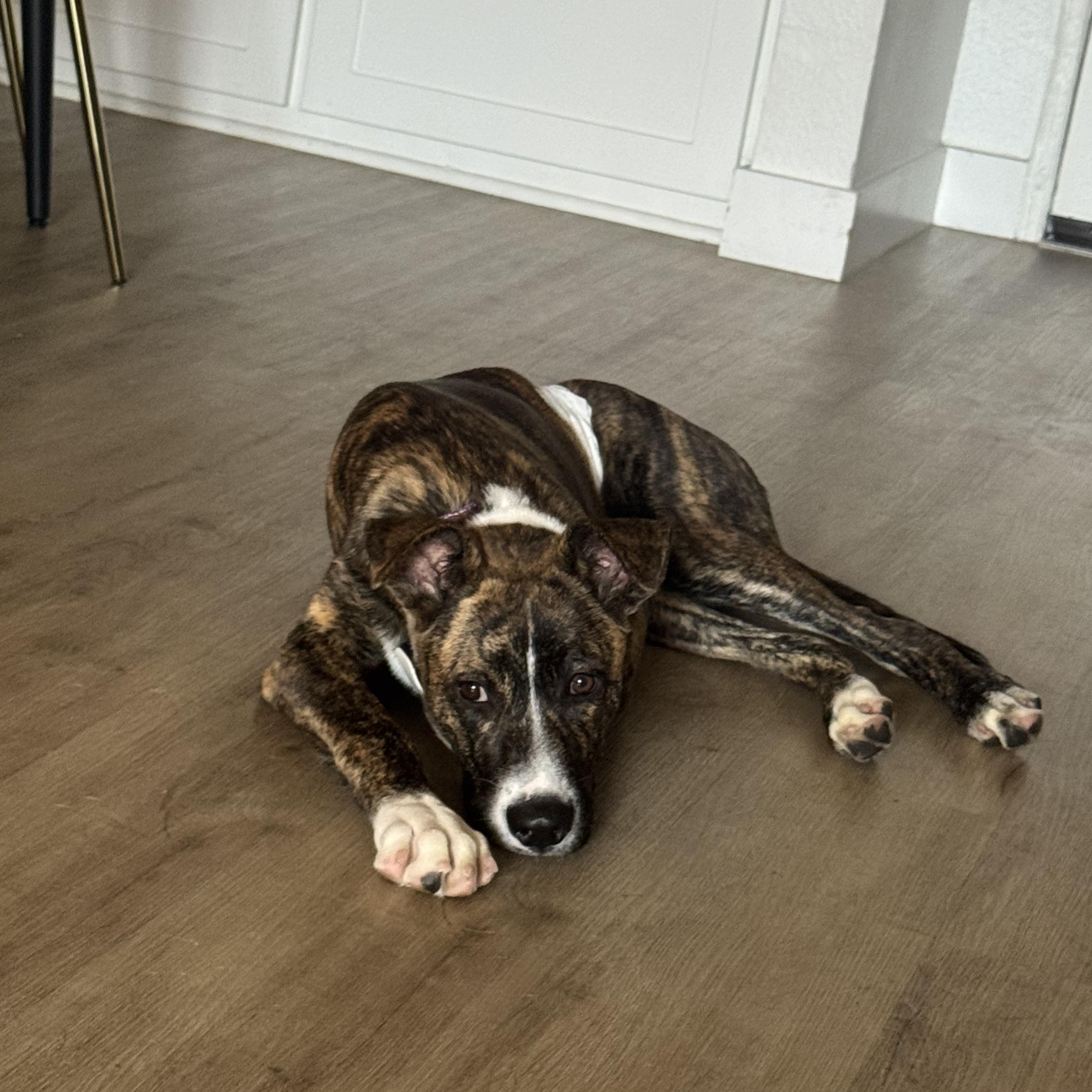 Enlarge Ranger, a ADOPTABLE mixed breed in San Diego, CA image 5/5