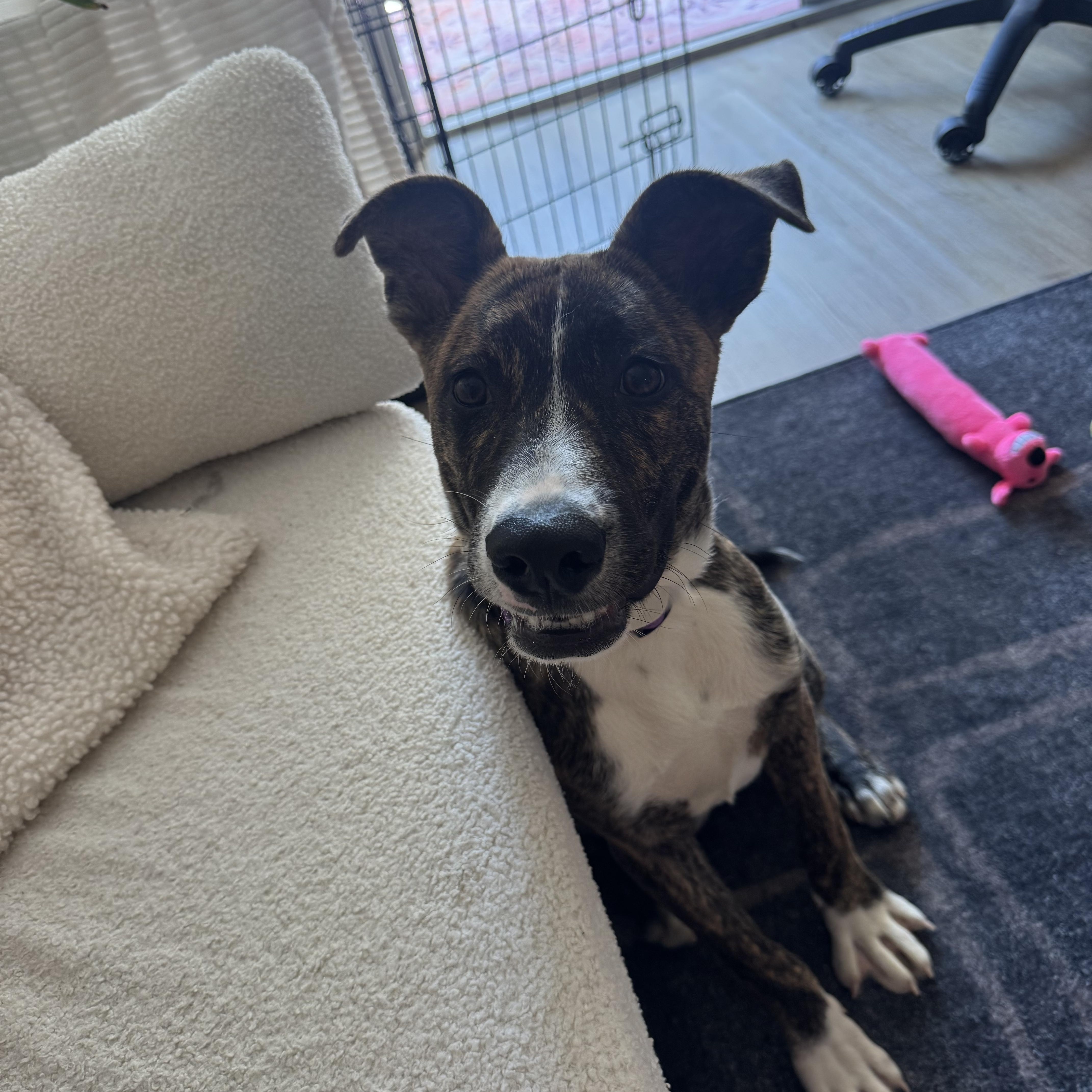 Enlarge Ranger, a ADOPTABLE mixed breed in San Diego, CA image 4/5