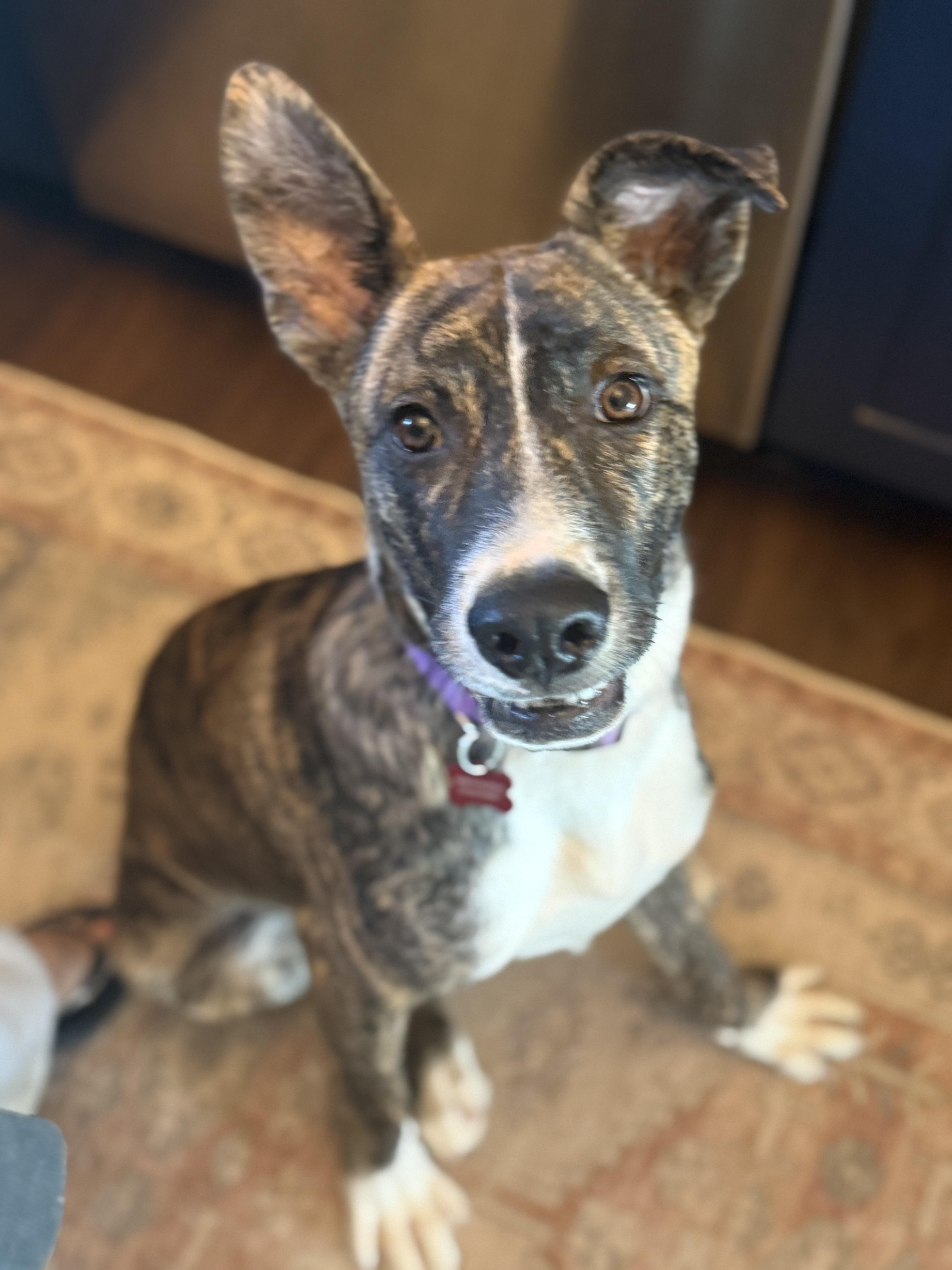 Enlarge Ranger, a ADOPTABLE mixed breed in San Diego, CA image 1/5