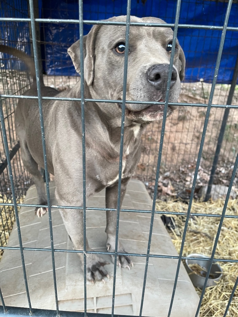 Enlarge Lavender, a Adopted American Staffordshire Terrier in Elizabeth, WV image 1/2