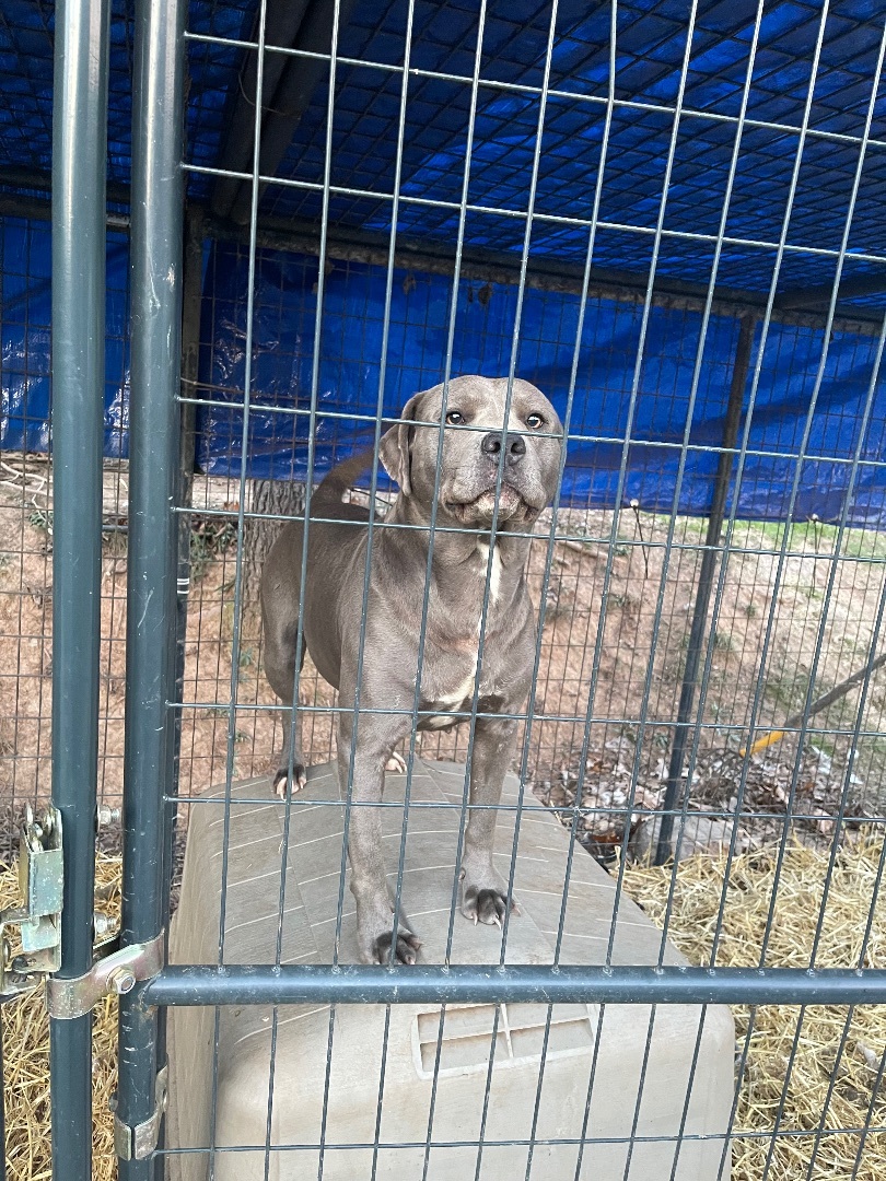 Enlarge Lavender, a Adopted American Staffordshire Terrier in Elizabeth, WV image 2/2