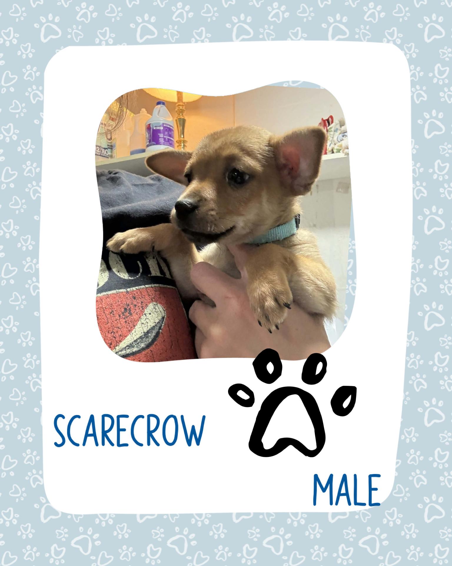 Enlarge Scarecrow, a ADOPTABLE mixed breed in Eugene, OR image 2/6