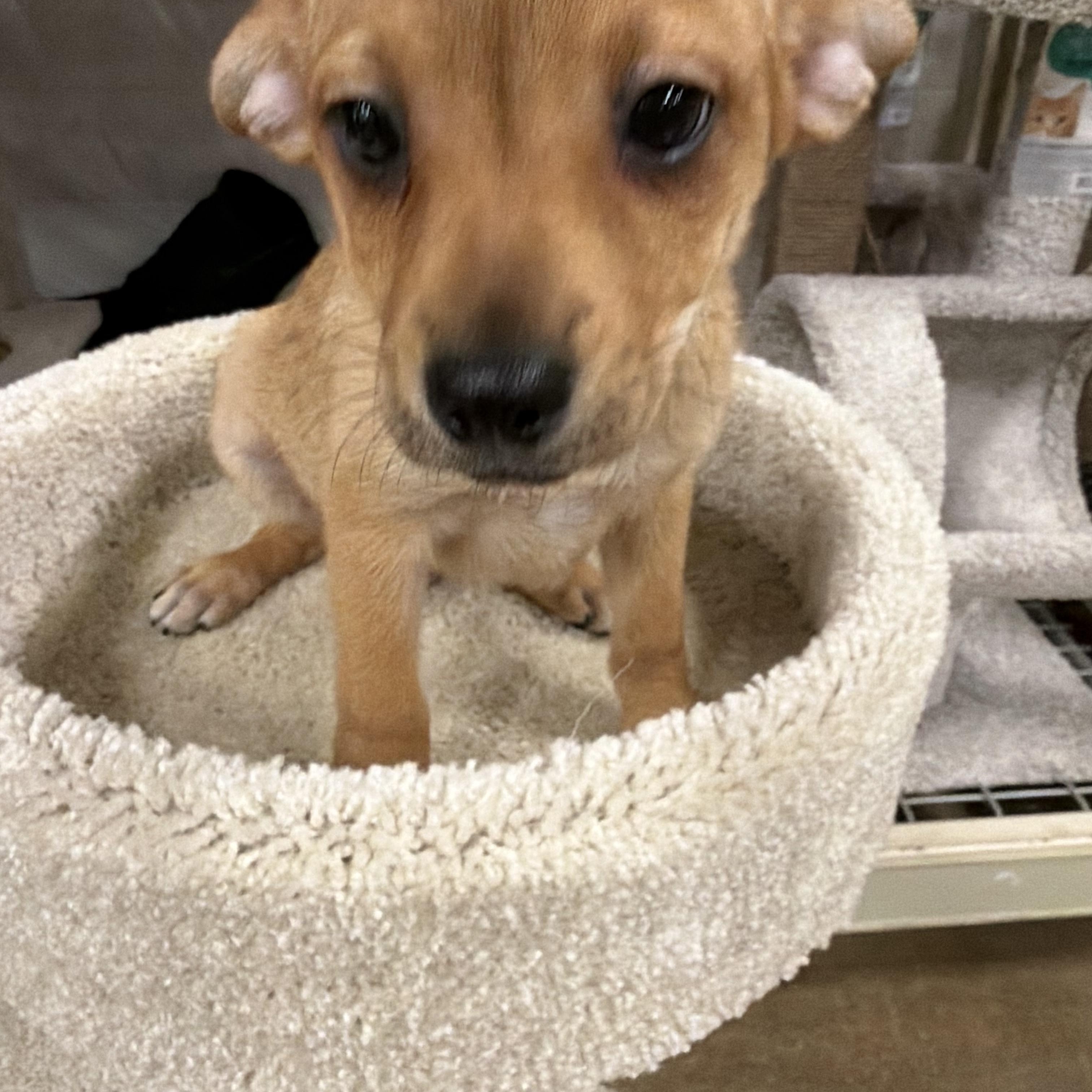Scarecrow, ADOPTABLE, Puppy Male Chihuahua.