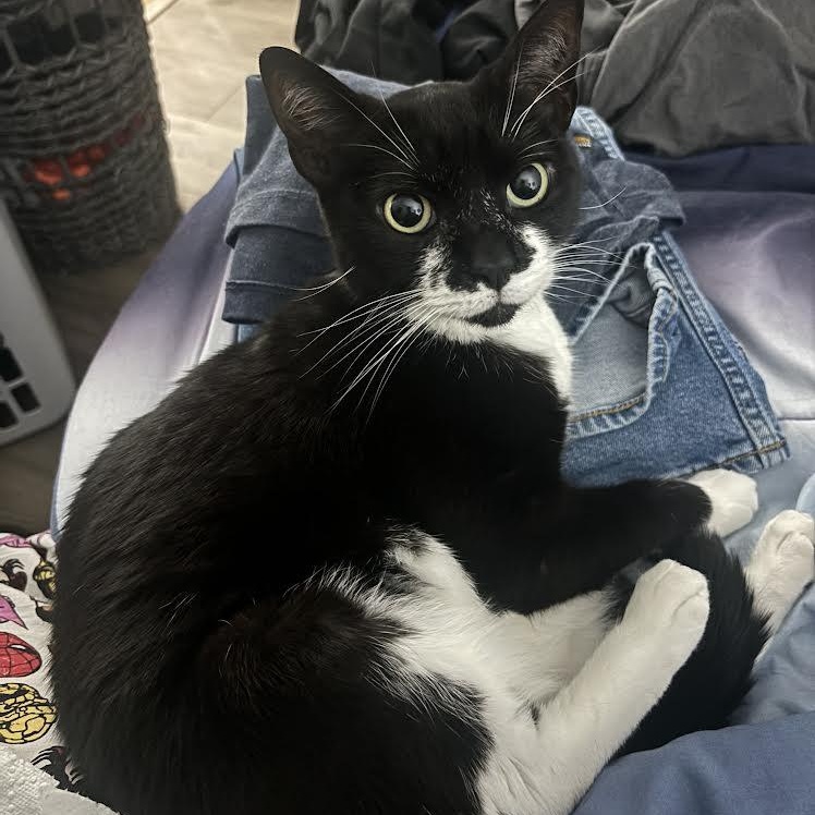 Enlarge Mustache, a Adoptable Tuxedo in boston, MA image 4/6