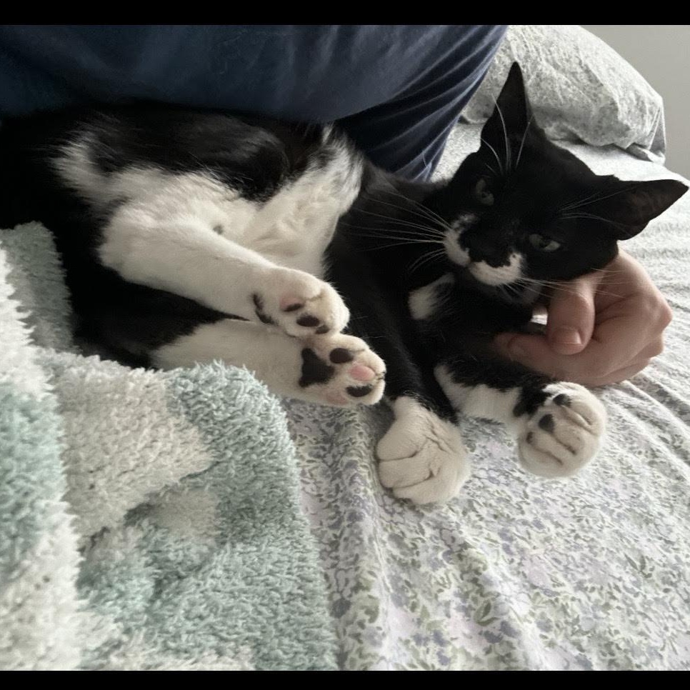Enlarge Mustache, a Adoptable Tuxedo in boston, MA image 2/6