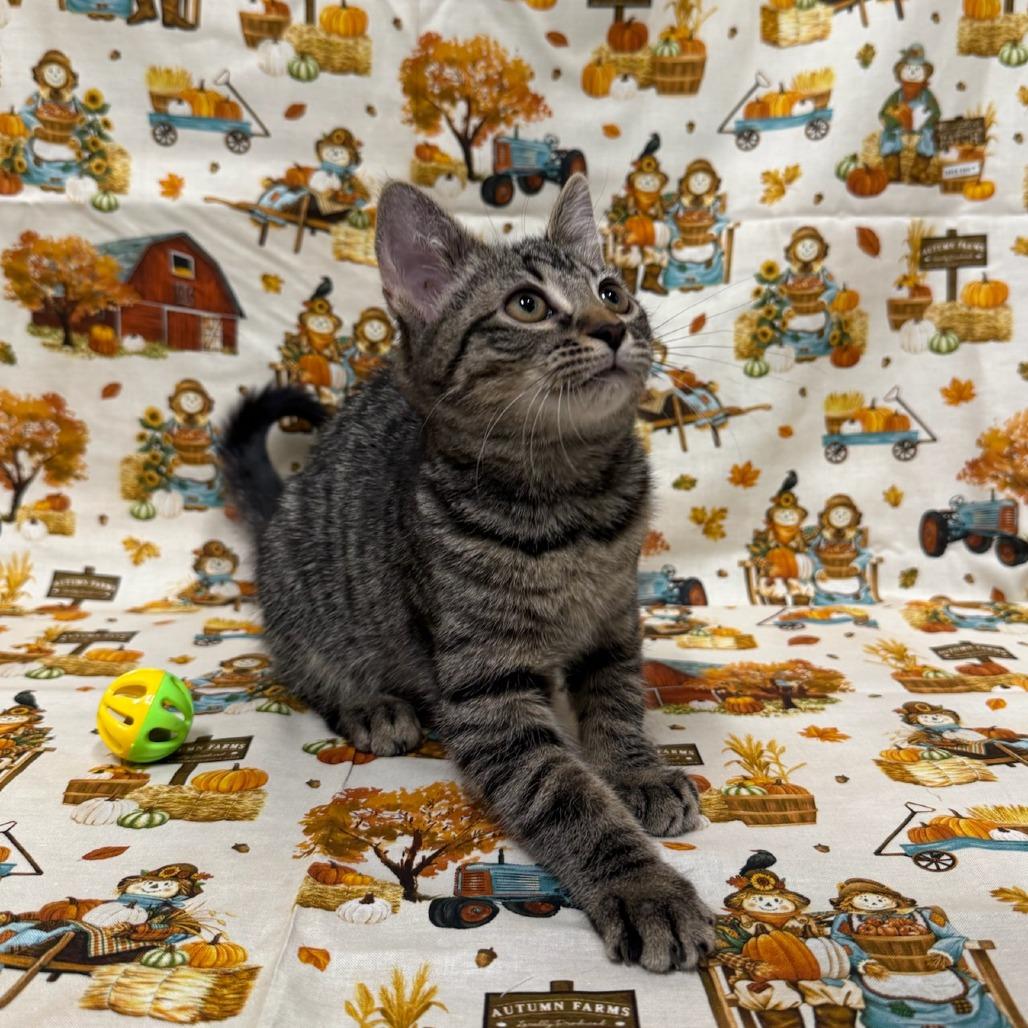 Dyson, a Adoptable Domestic Medium Hair in Delaware, OH image 1/6