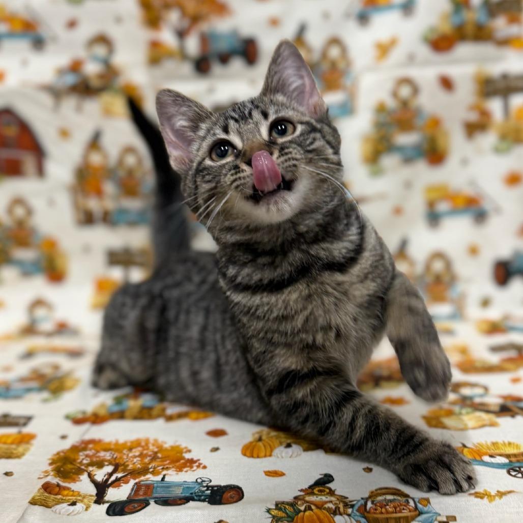 Dyson, a Adoptable Domestic Medium Hair in Delaware, OH image 2/6