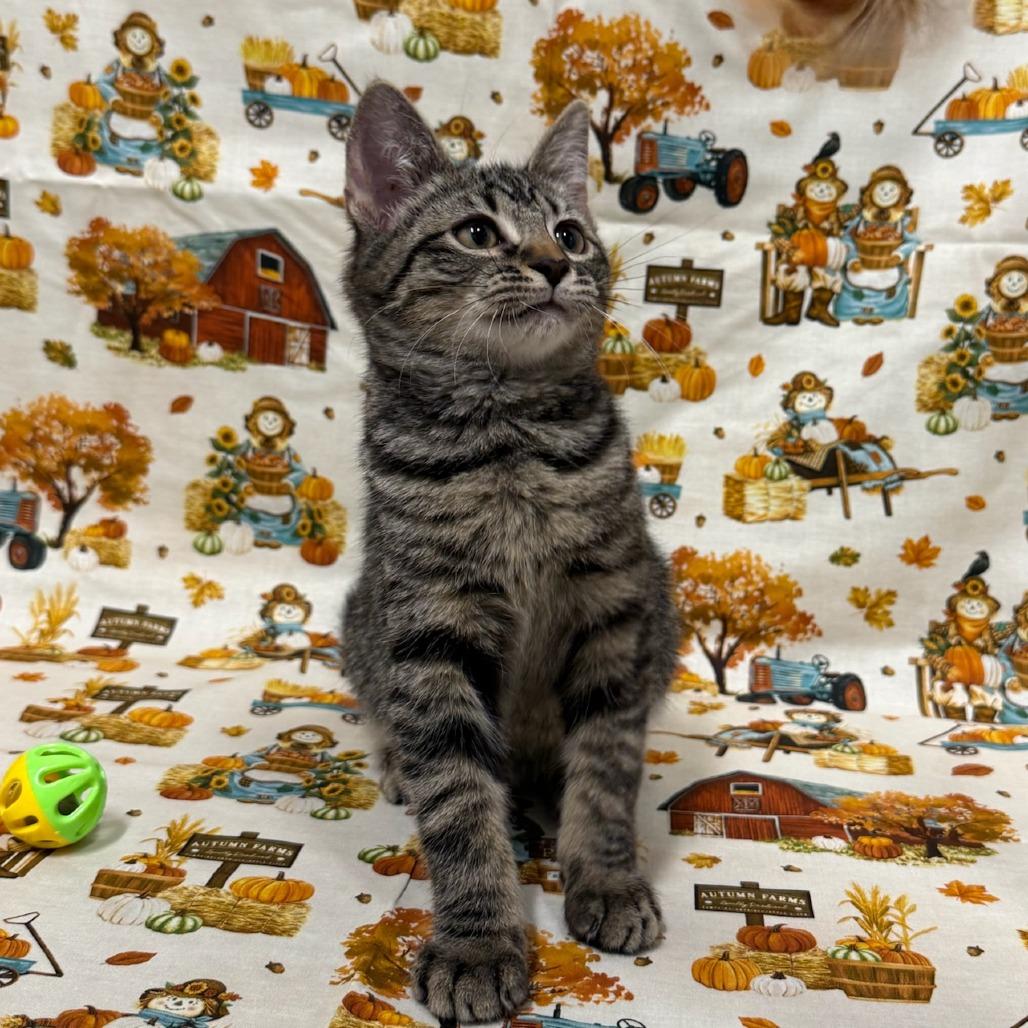 Dyson, a Adoptable Domestic Medium Hair in Delaware, OH image 3/6