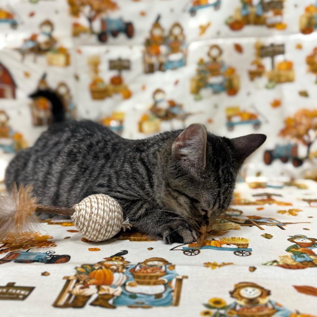 Dyson, a Adoptable Domestic Medium Hair in Delaware, OH image 4/6