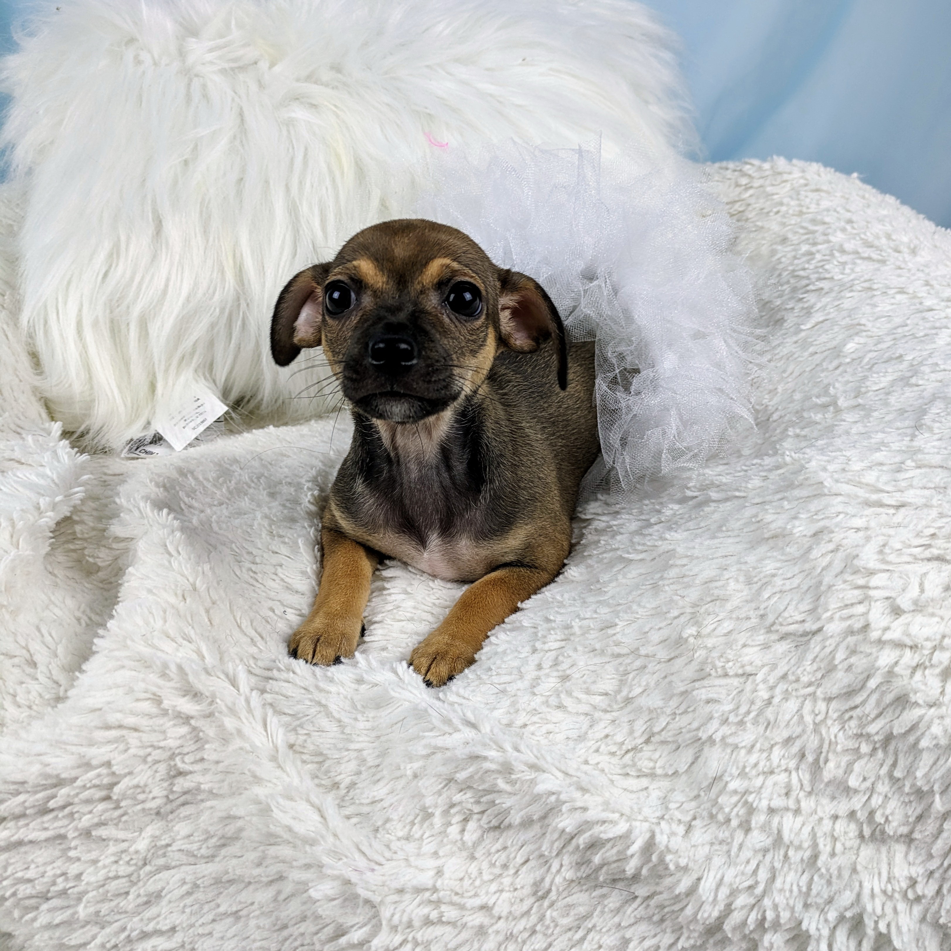 Sophia, a Adopted mixed breed in Round Rock, TX image 1/3