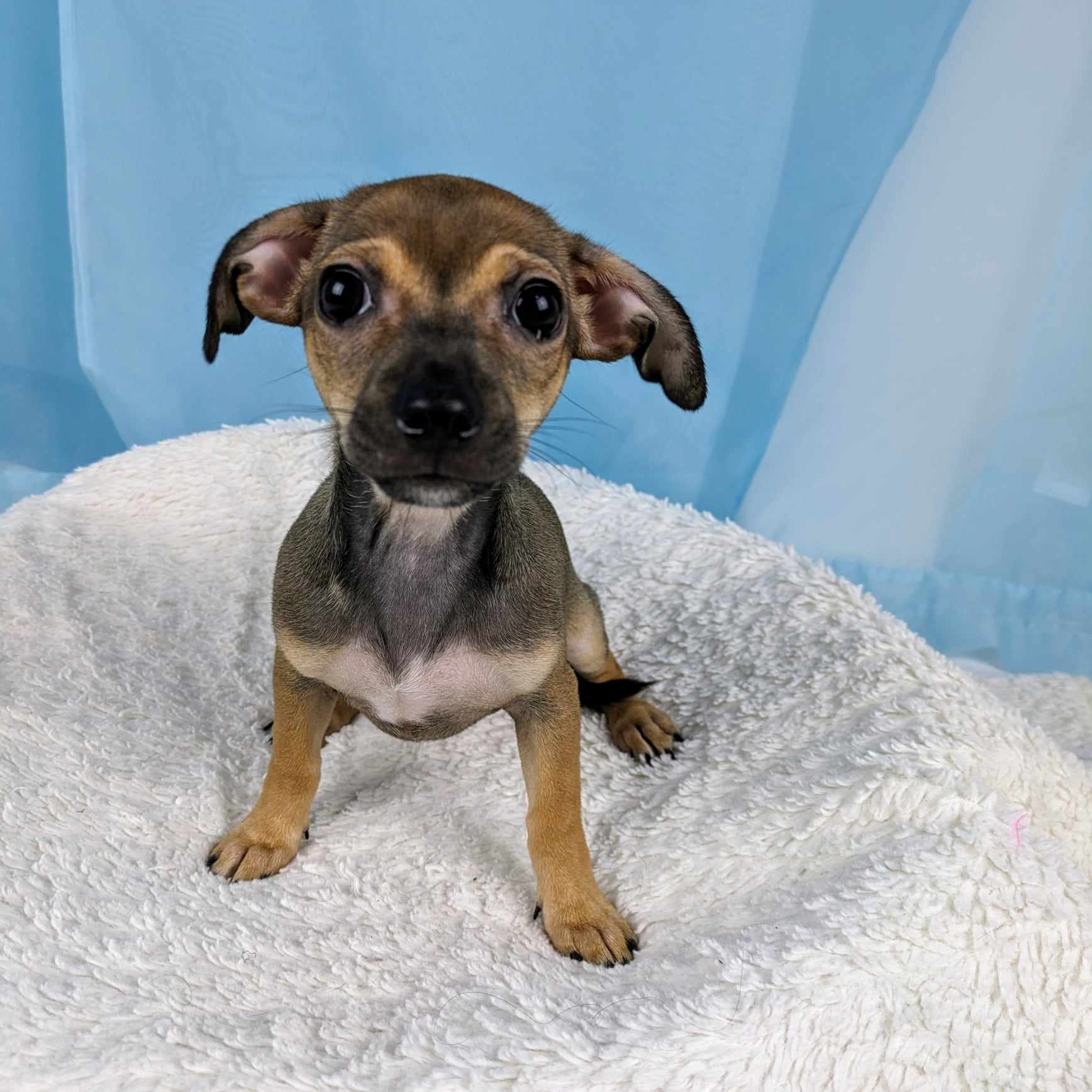 Sophia, a Adopted mixed breed in Round Rock, TX image 2/3