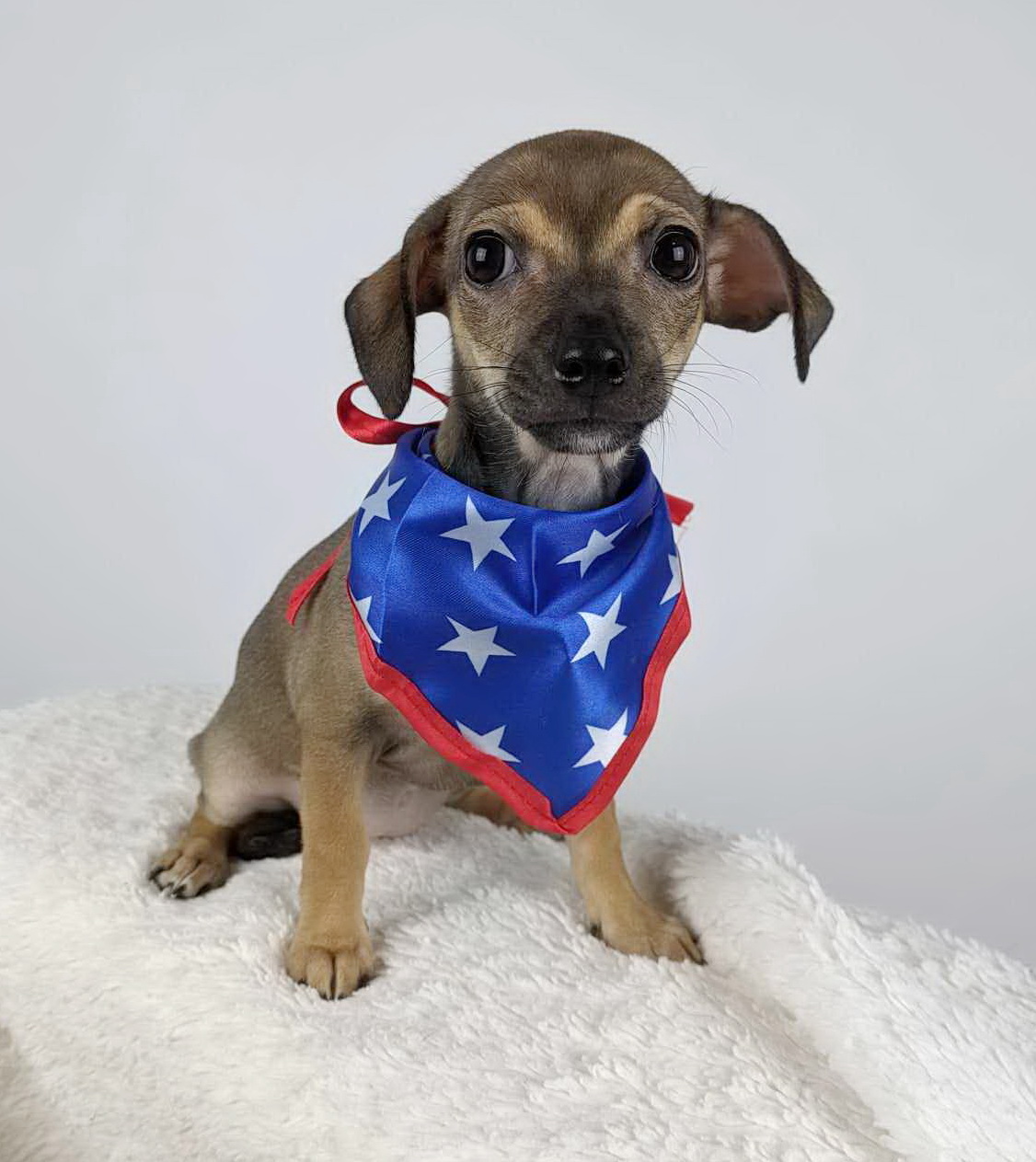Sophia, a Adopted mixed breed in Round Rock, TX image 3/3