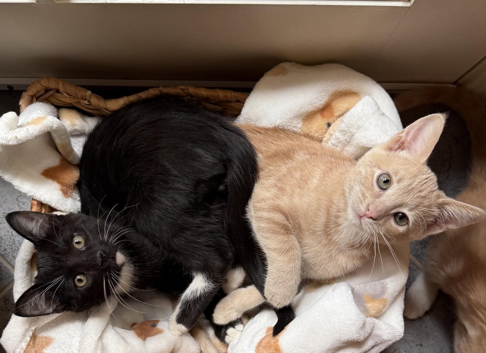 Ginger Tea ( JJ), Adoptable, Kitten Female Tabby & Domestic Short Hair.