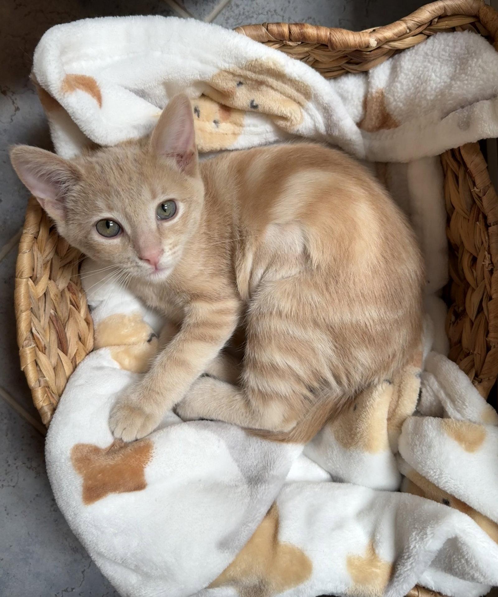 Enlarge Ginger Tea ( JJ), a Adoptable mixed breed in Vallejo, CA image 3/3