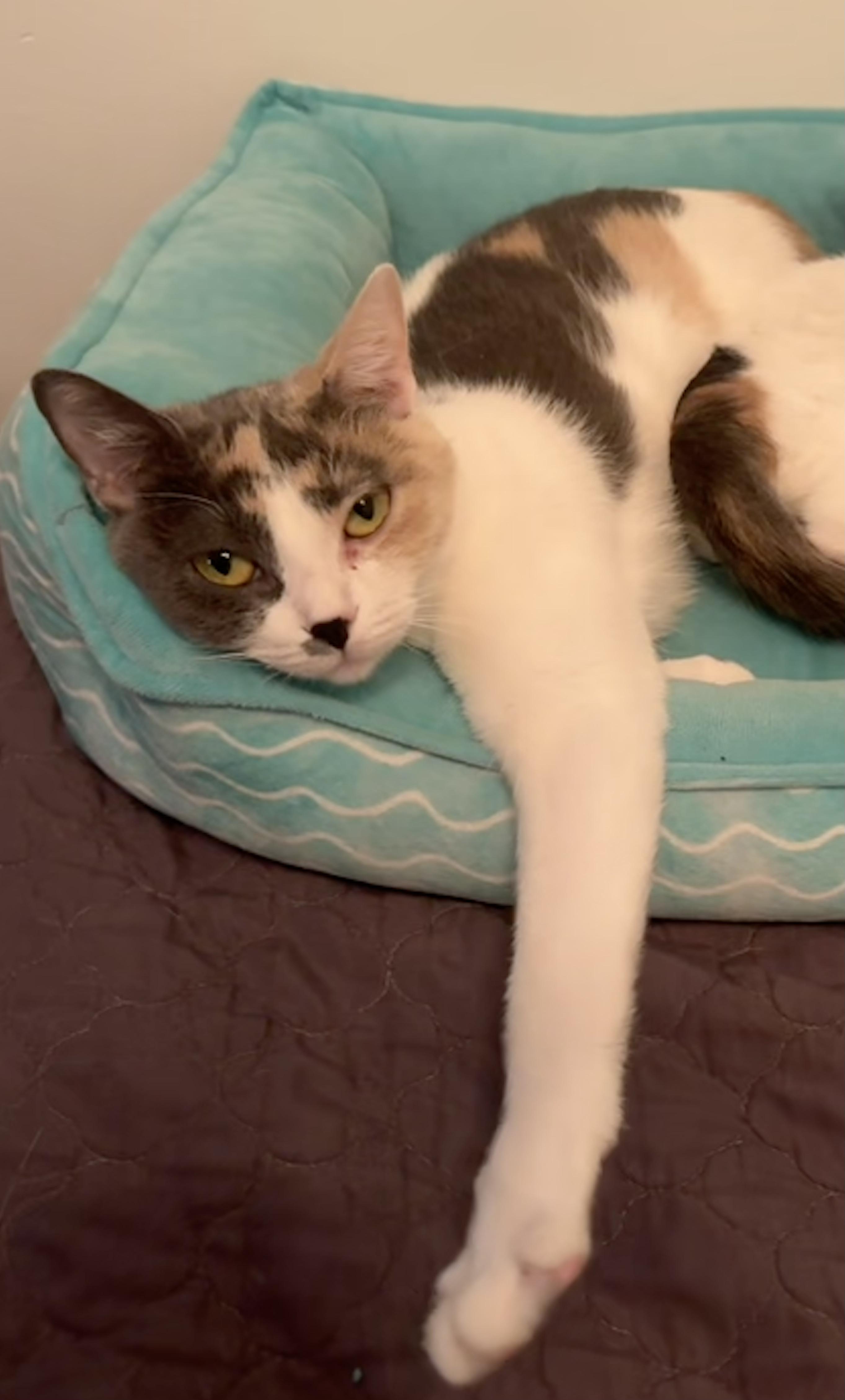 Cherry (& Chapstick), a Adoptable Dilute Calico in Chicago, IL image 1/3