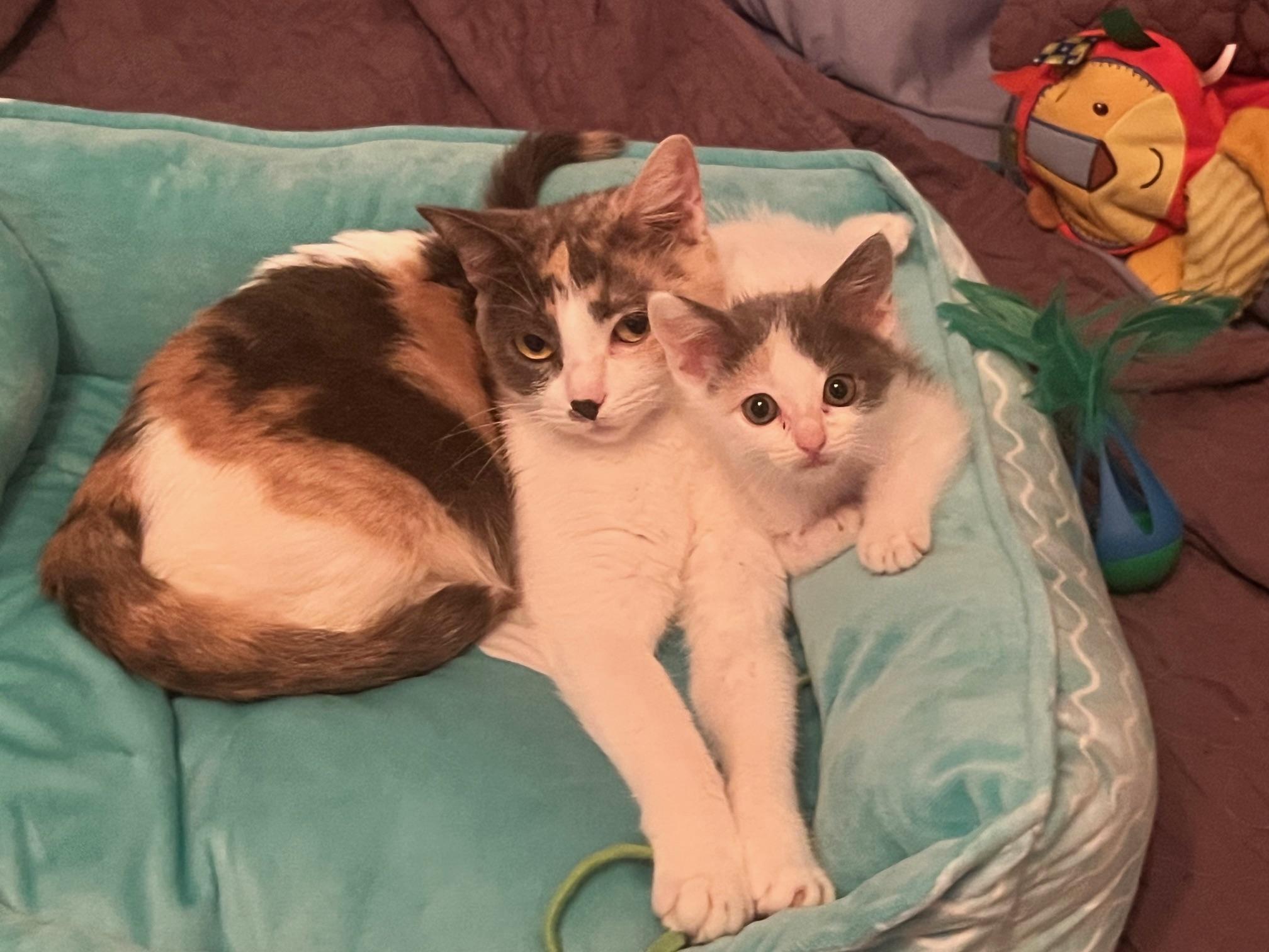 Cherry (& Chapstick), a Adoptable Dilute Calico in Chicago, IL image 3/3