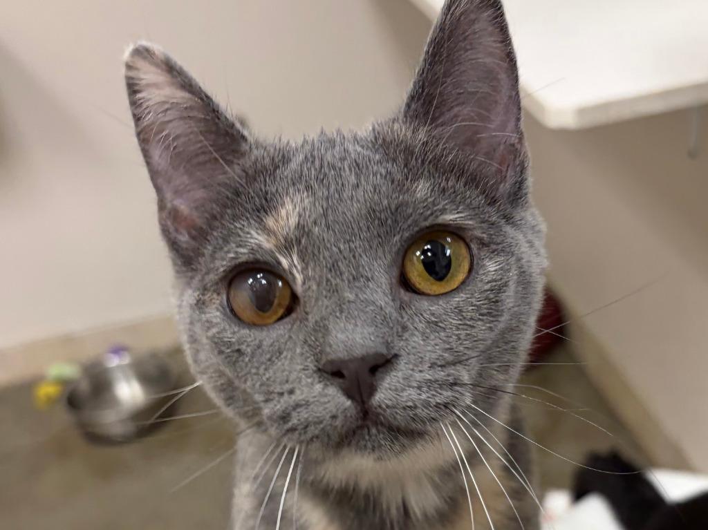 Lollipop, Adoptable, Kitten Female Dilute Tortoiseshell & Domestic Short Hair.