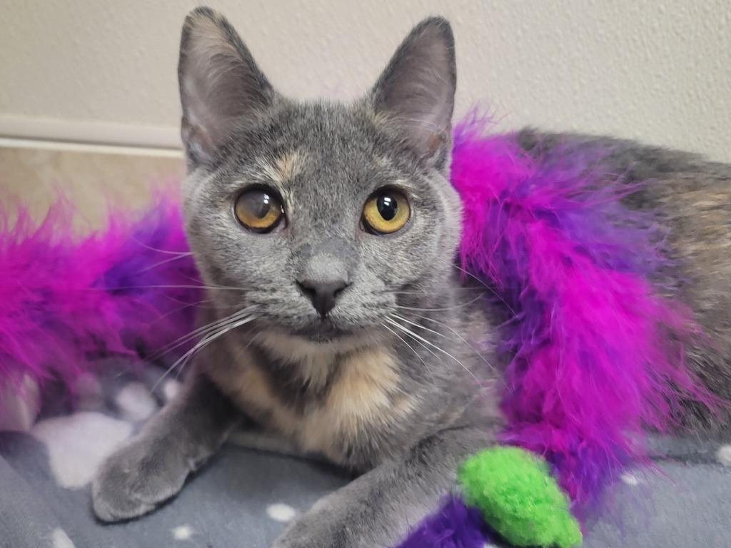 Enlarge Lollipop, a Adoptable mixed breed in Raleigh, NC image 1/1