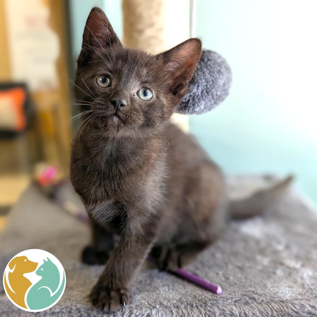 Quill, Adoptable, Kitten Male Domestic Short Hair.