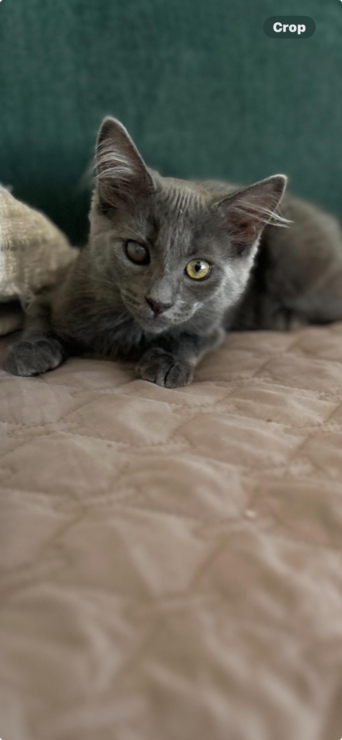 Carli, Baby Female Russian Blue