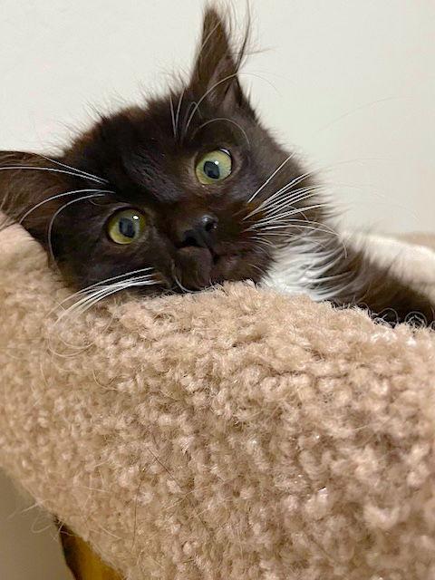 ALBIE - Bonded with Spencer, Adoptable, Kitten Female Domestic Long Hair.