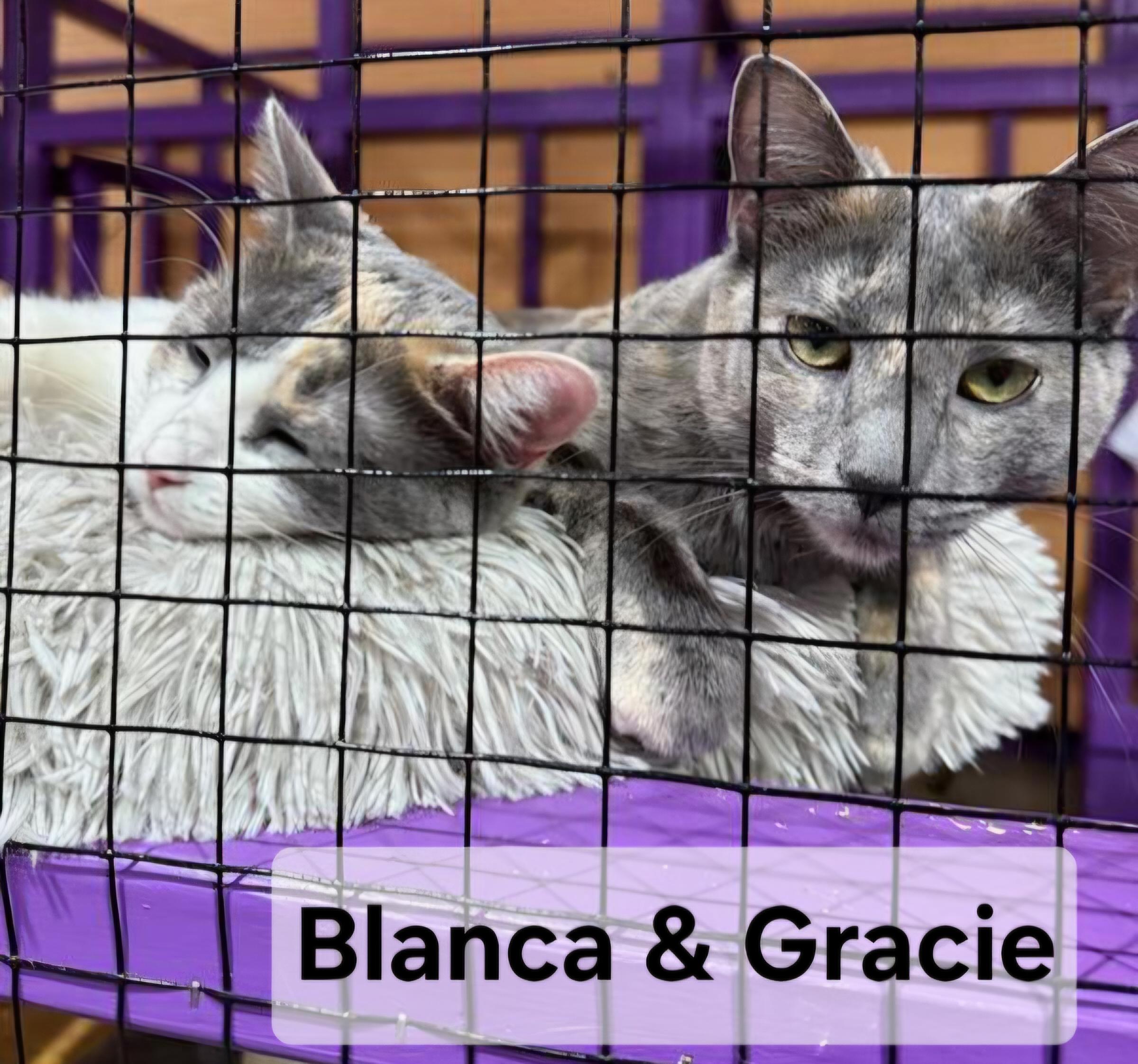 Gracie, a Adoptable mixed breed in Albuquerque, NM image 5/6