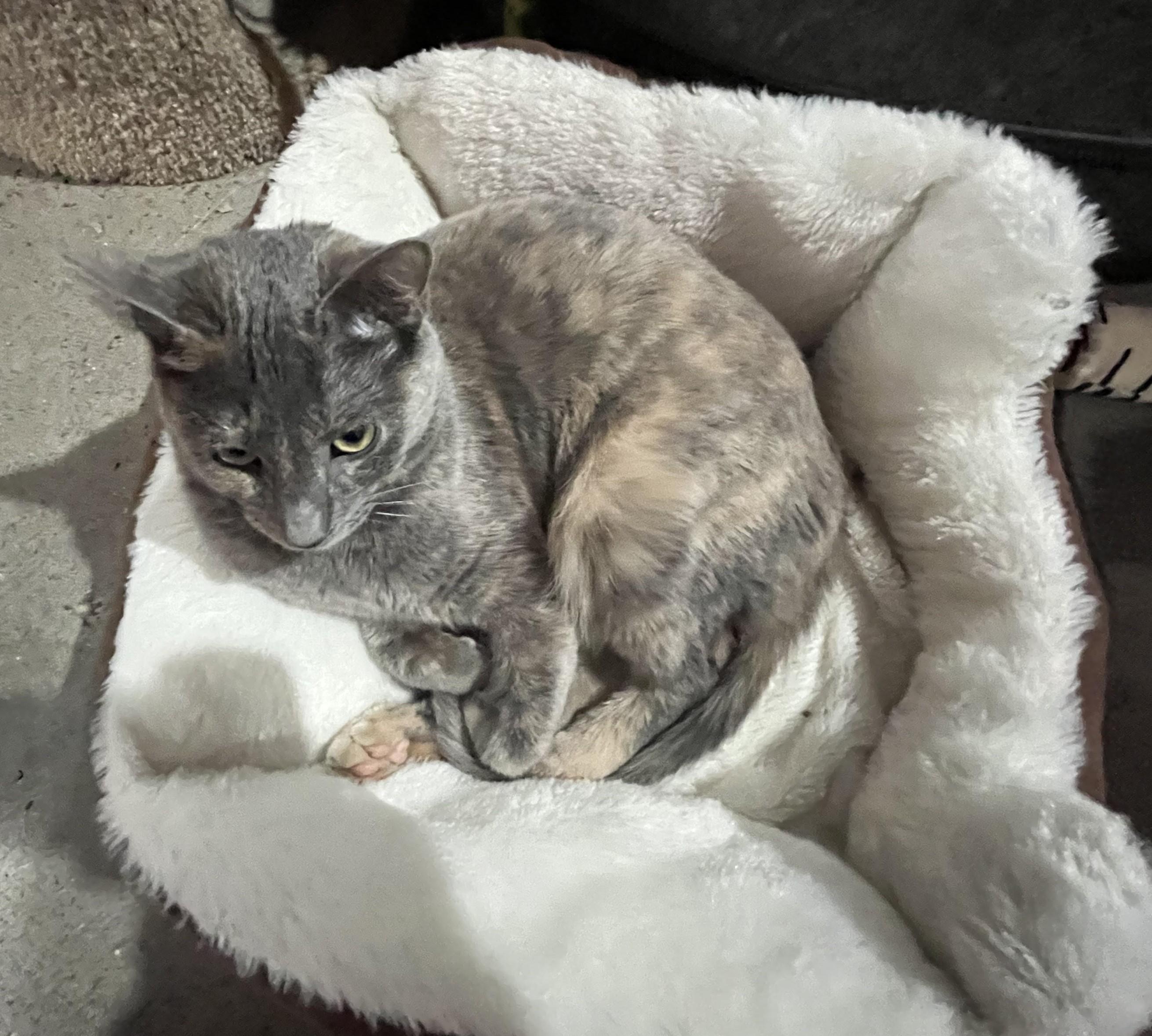 Gracie