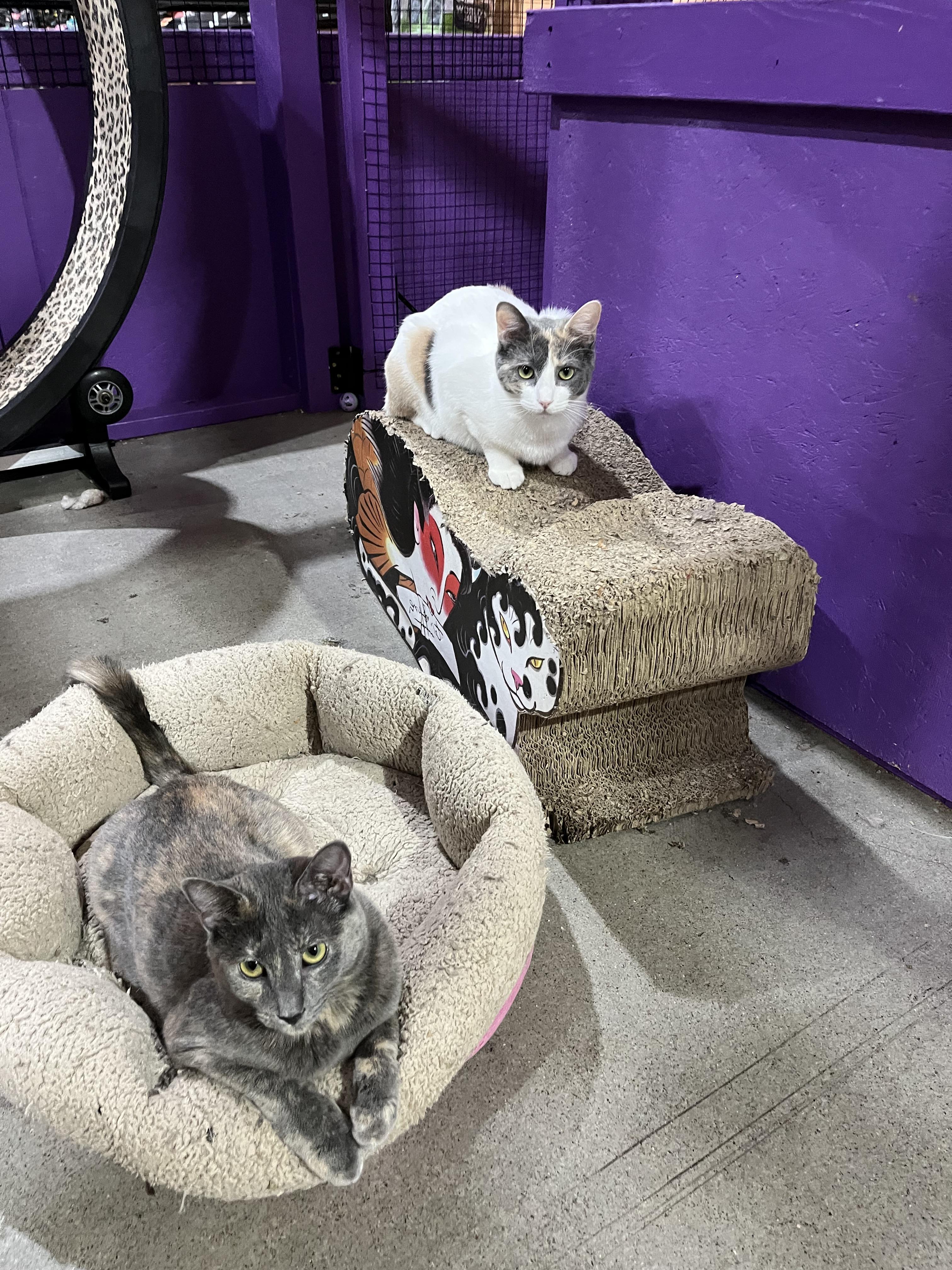 Gracie, an adoptable Domestic Short Hair, Dilute Tortoiseshell in Albuquerque, NM, 87199 | Photo Image 2