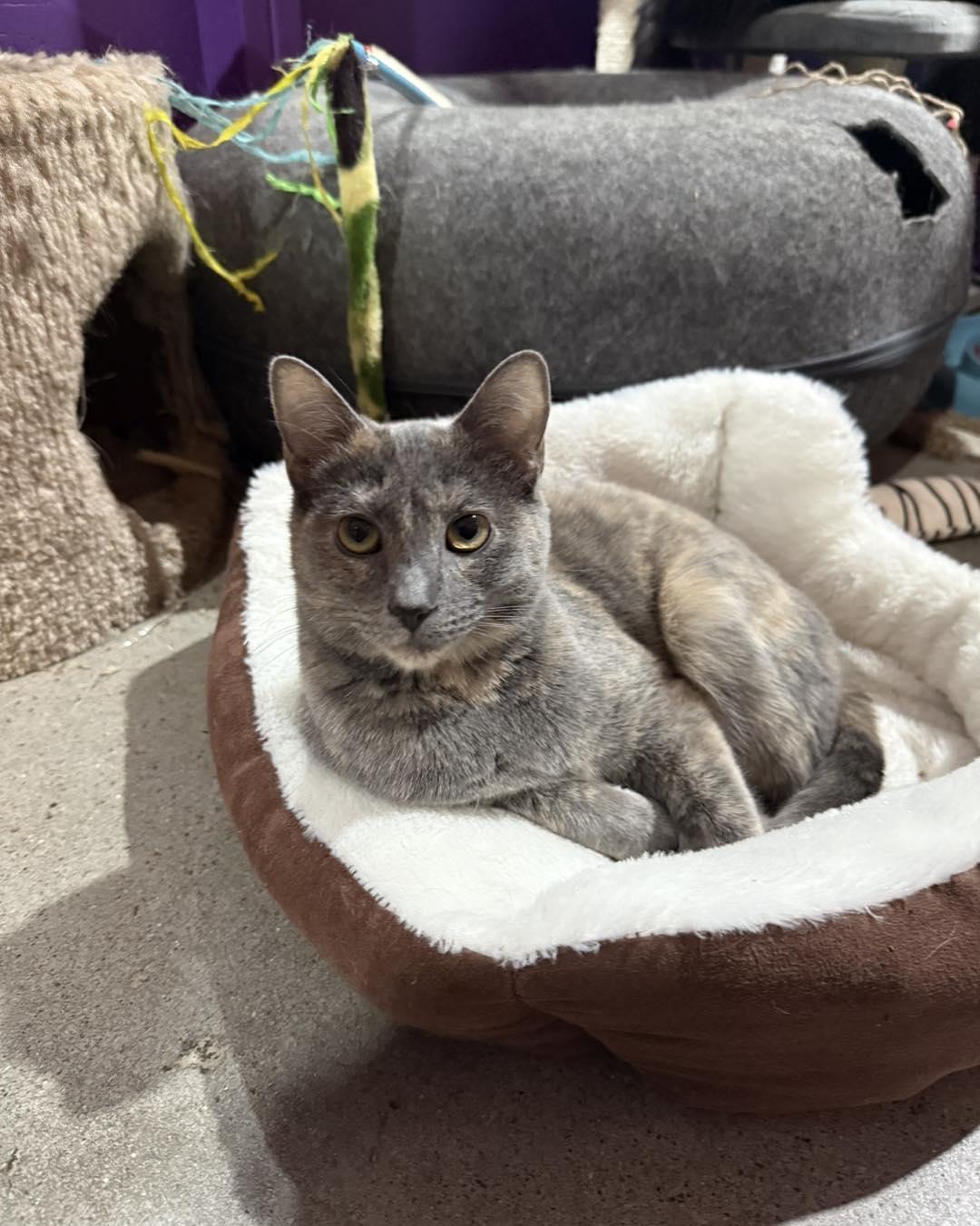 Gracie, a Adoptable mixed breed in Albuquerque, NM image 1/6