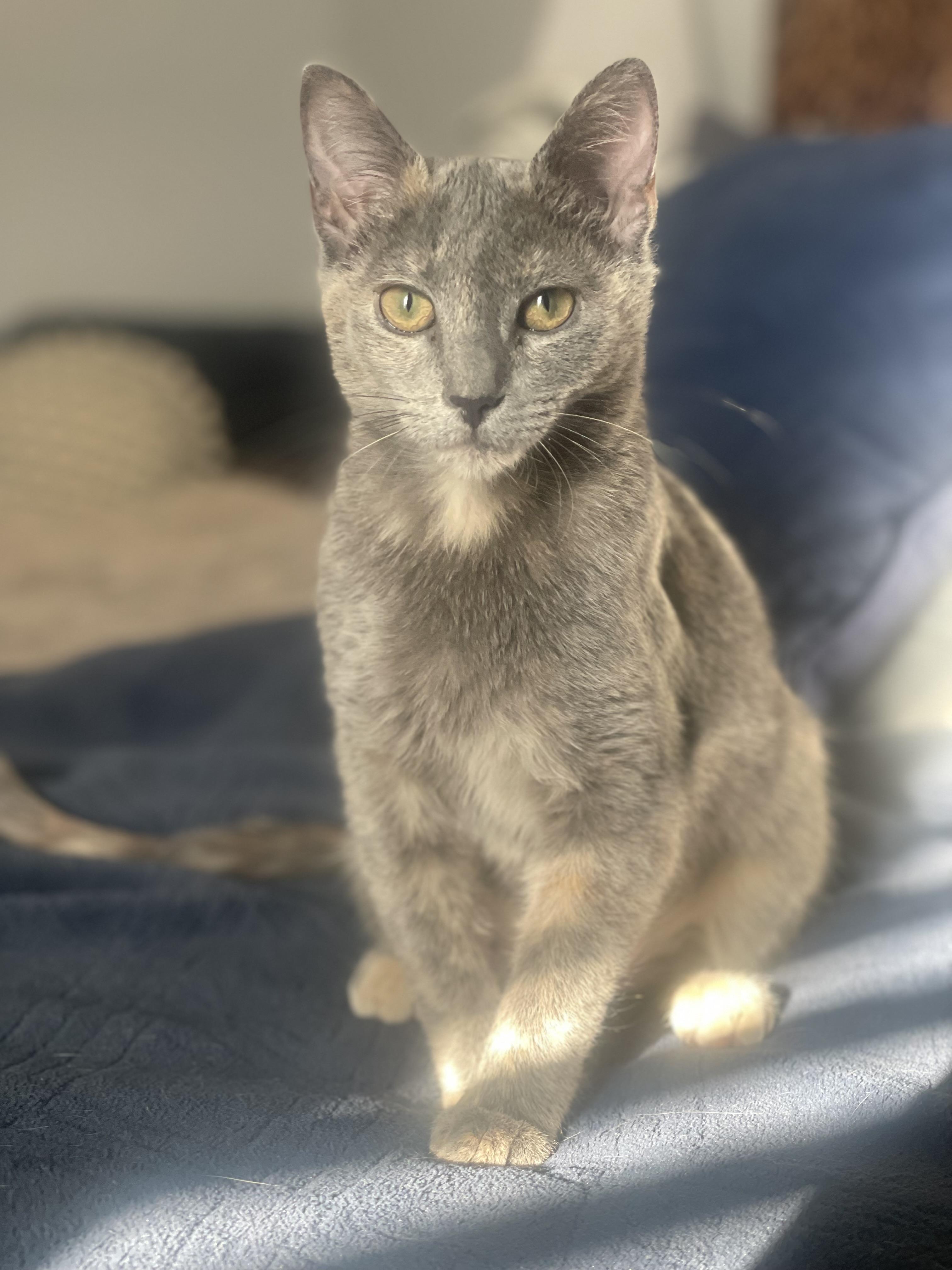 Gracie