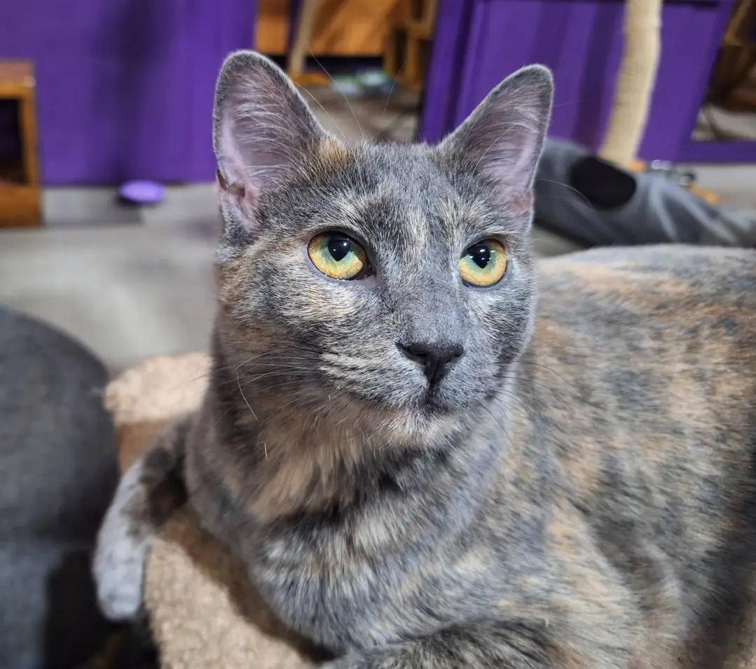 Gracie, an adoptable Domestic Short Hair, Dilute Tortoiseshell in Albuquerque, NM, 87199 | Photo Image 4