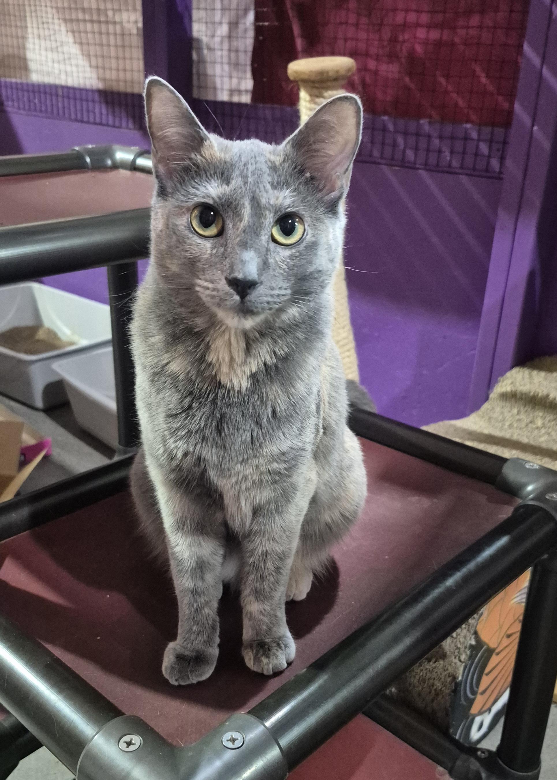 Gracie, a Adoptable mixed breed in Albuquerque, NM image 2/6