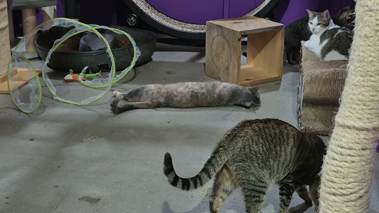 Enlarge Gracie, a Adoptable mixed breed in Albuquerque, NM video 6/6