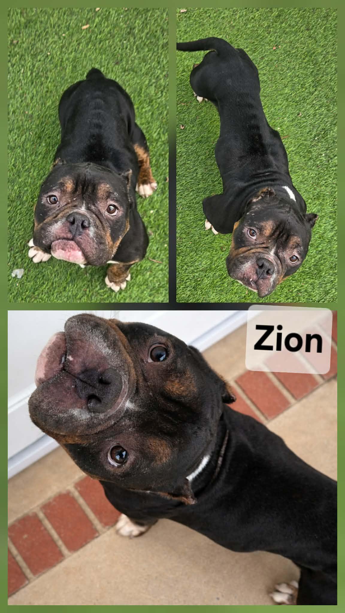 Zion, ADOPTABLE, Adult Male American Bully.