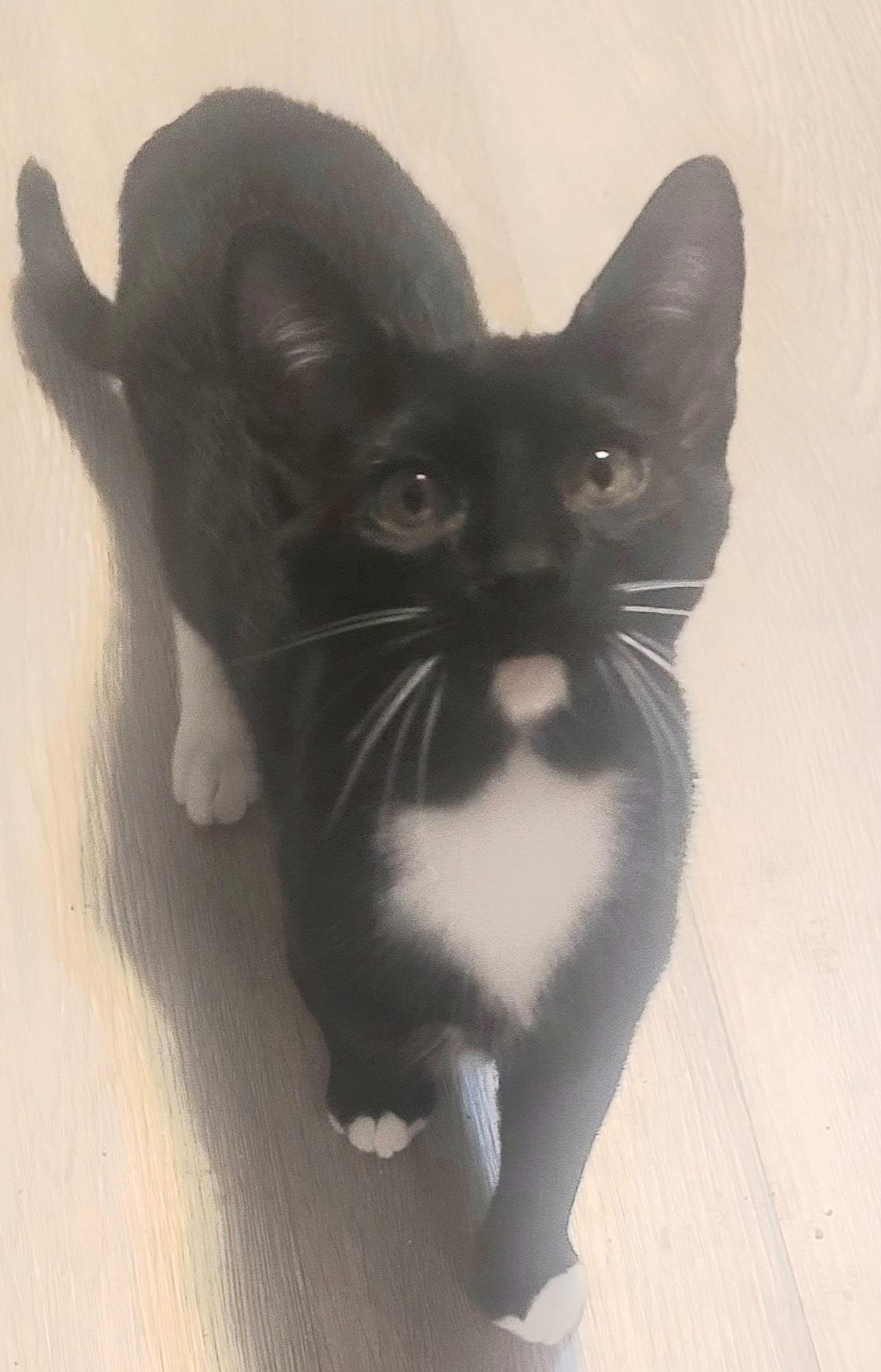 ZORRO, a ADOPTABLE American Shorthair in Elgin, SC image 2/4