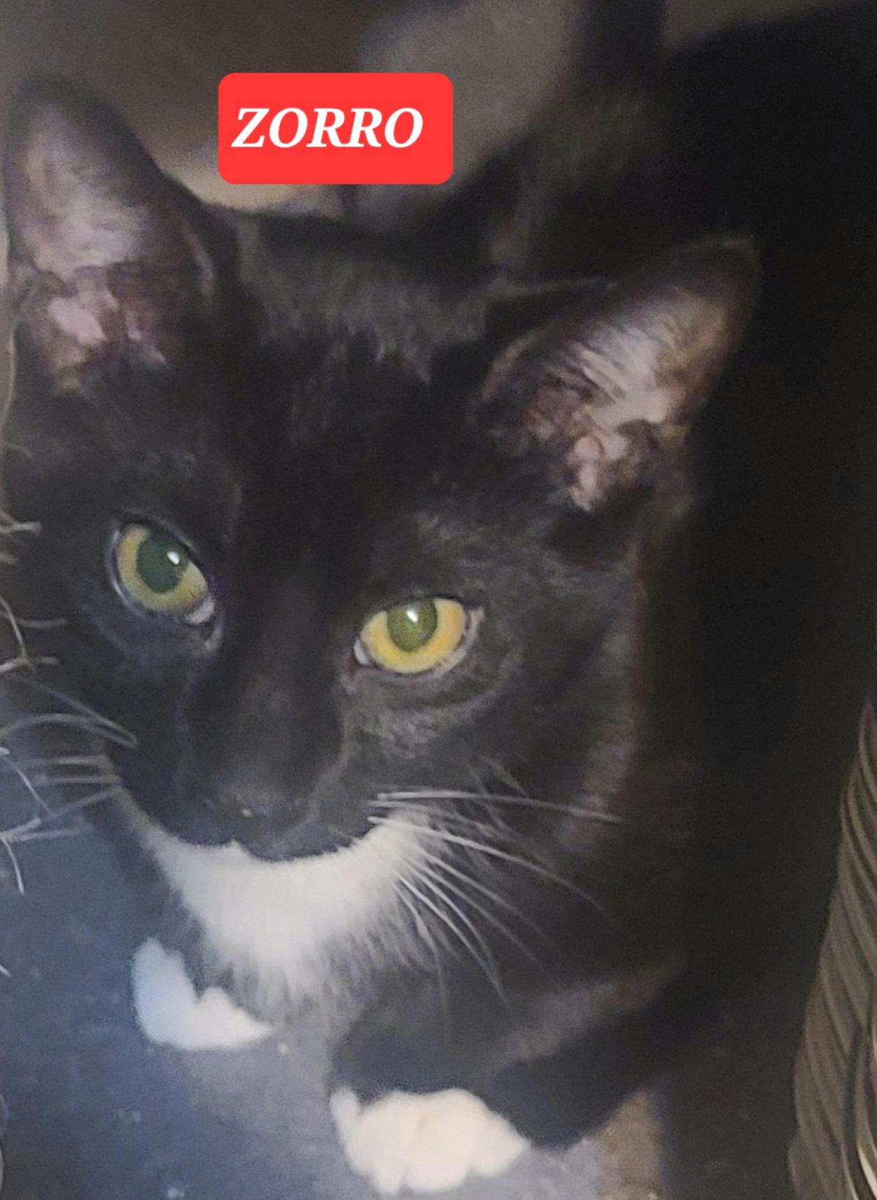 ZORRO, adoptable, Young Male American Shorthair.